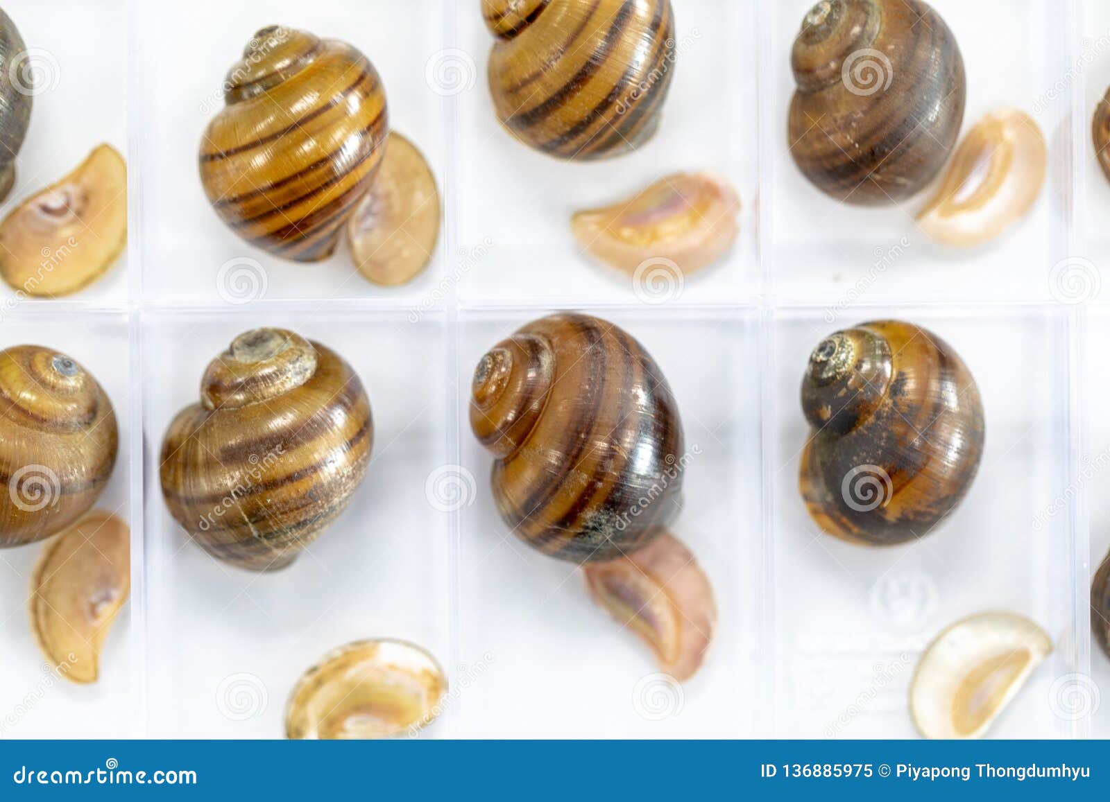 study of the structure of freshwater molluscs in laboratory.