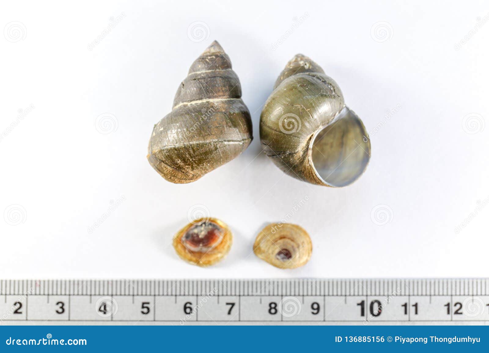 study of the structure of freshwater molluscs in laboratory.