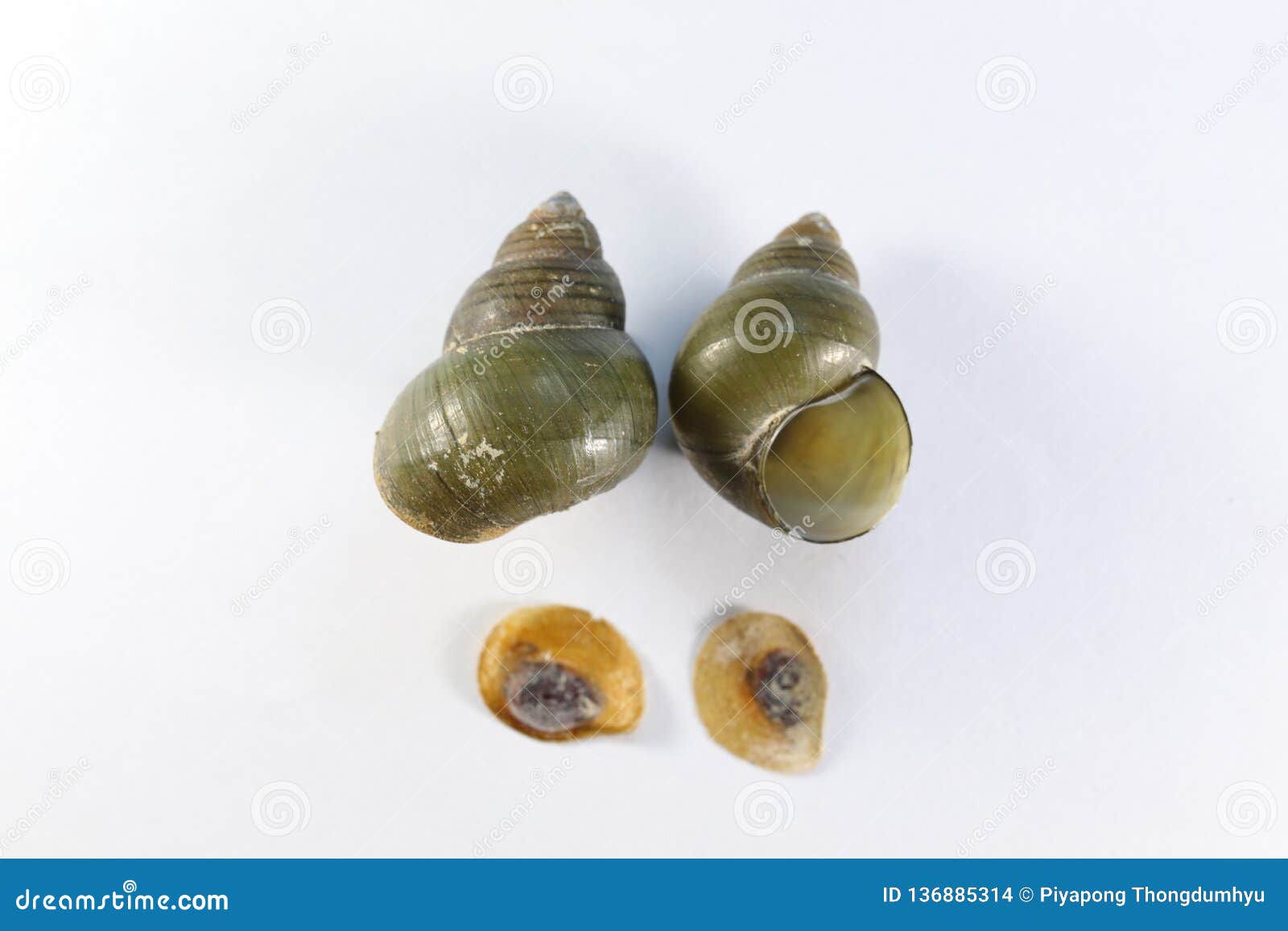 study of the structure of freshwater molluscs in laboratory.