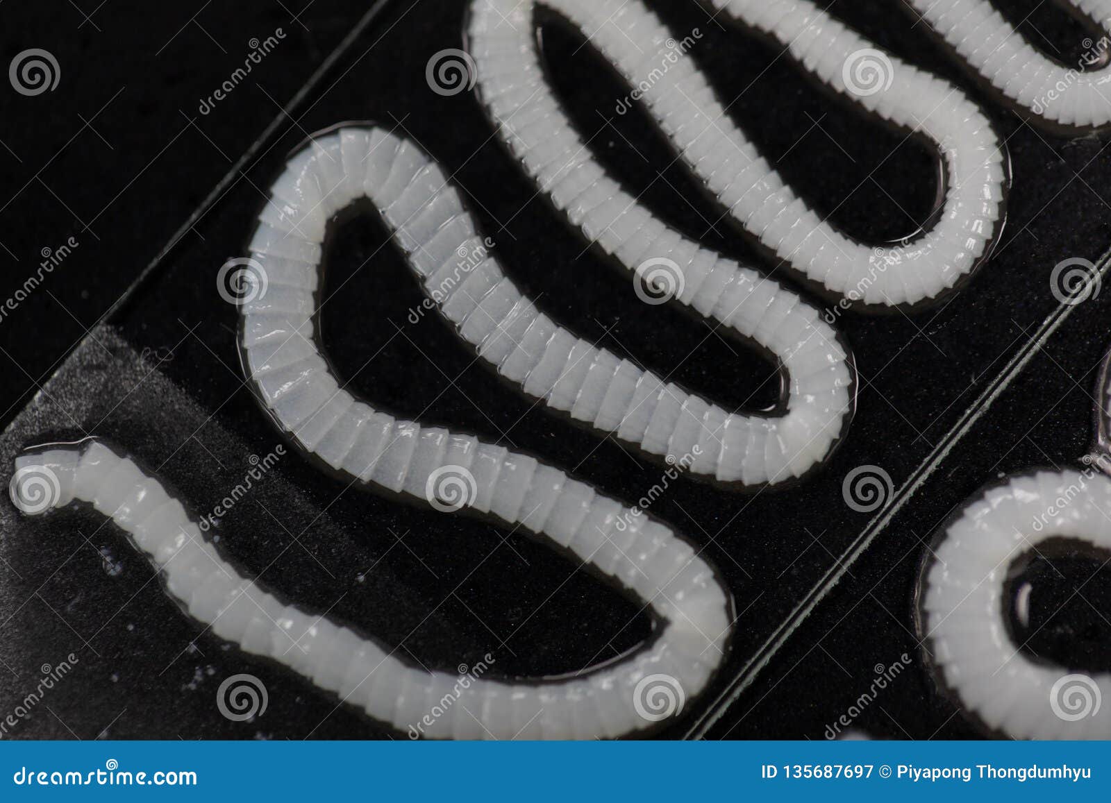 The Study Of Tapeworm Infection Is Caused By Ingesting Food Or Water