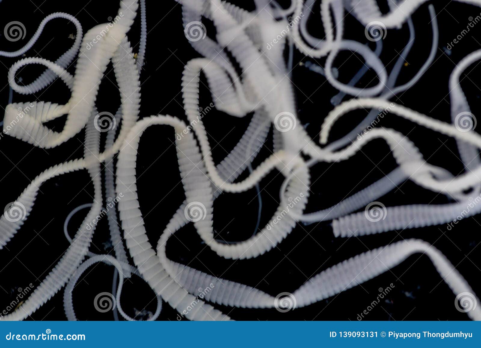 The Study of Tapeworm Infection is Caused by Ingesting Food or Water Contaminated with Tapeworm