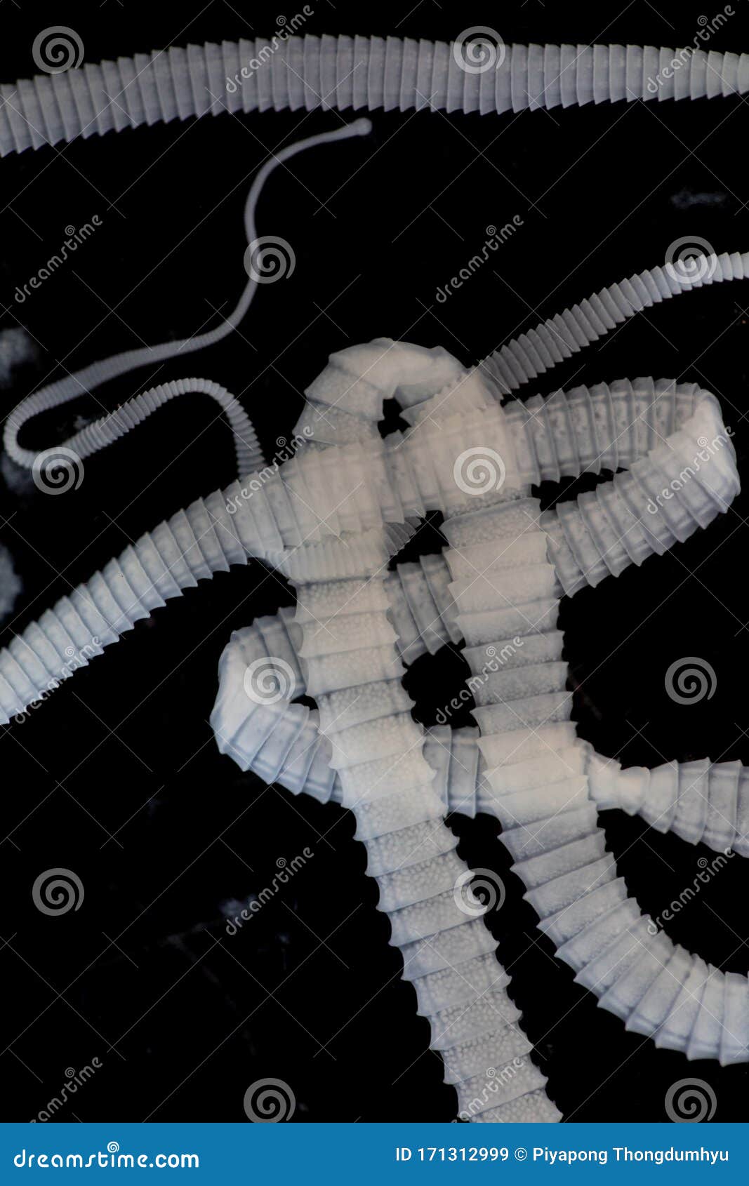 How does a sponge obtain food how does a tapeworm move jopozine