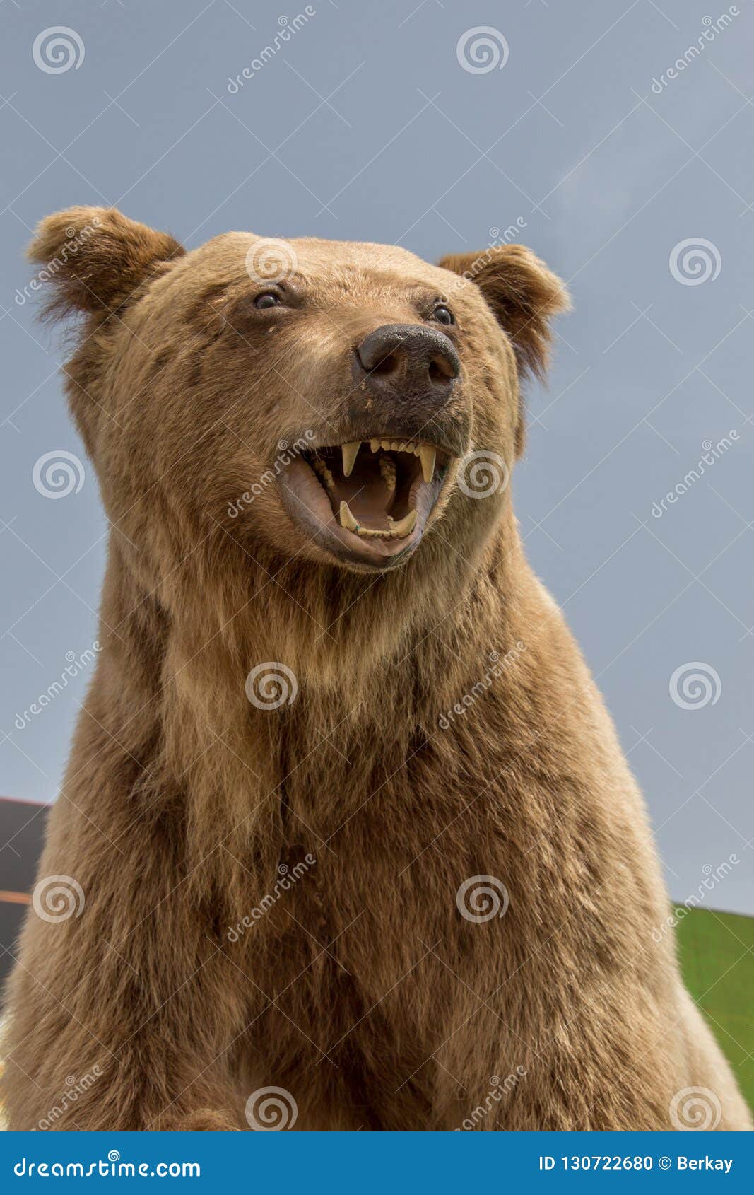The Stuffed Big Brown Bear Head As Wild Animal Stock Photo Image of