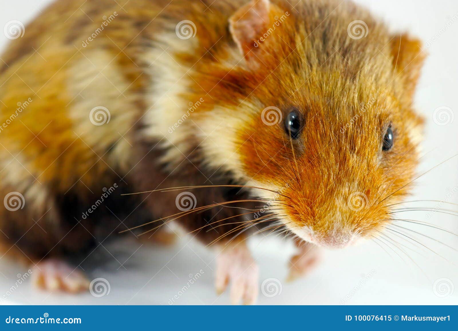 taxidermy hamster