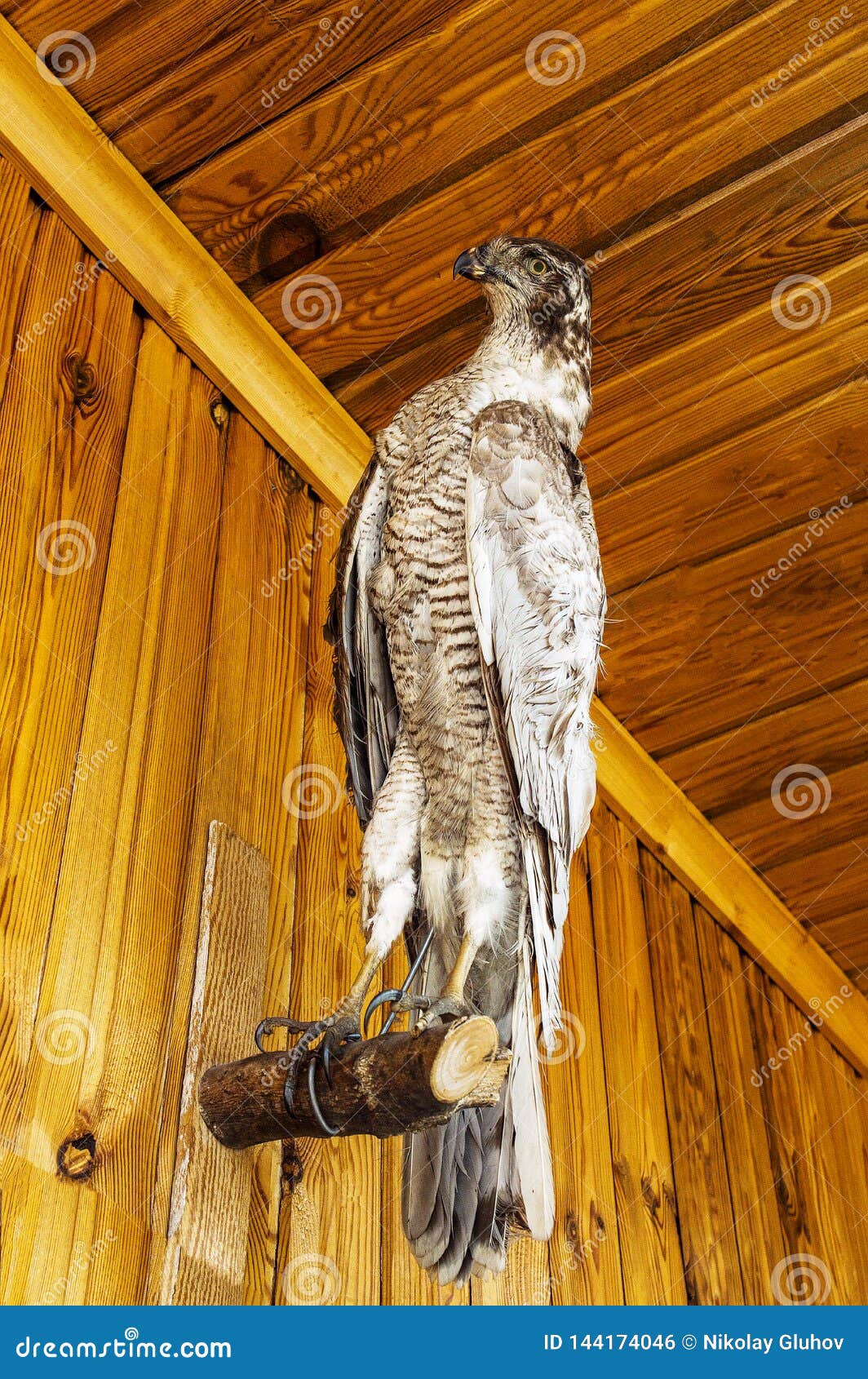 stuffed falcon