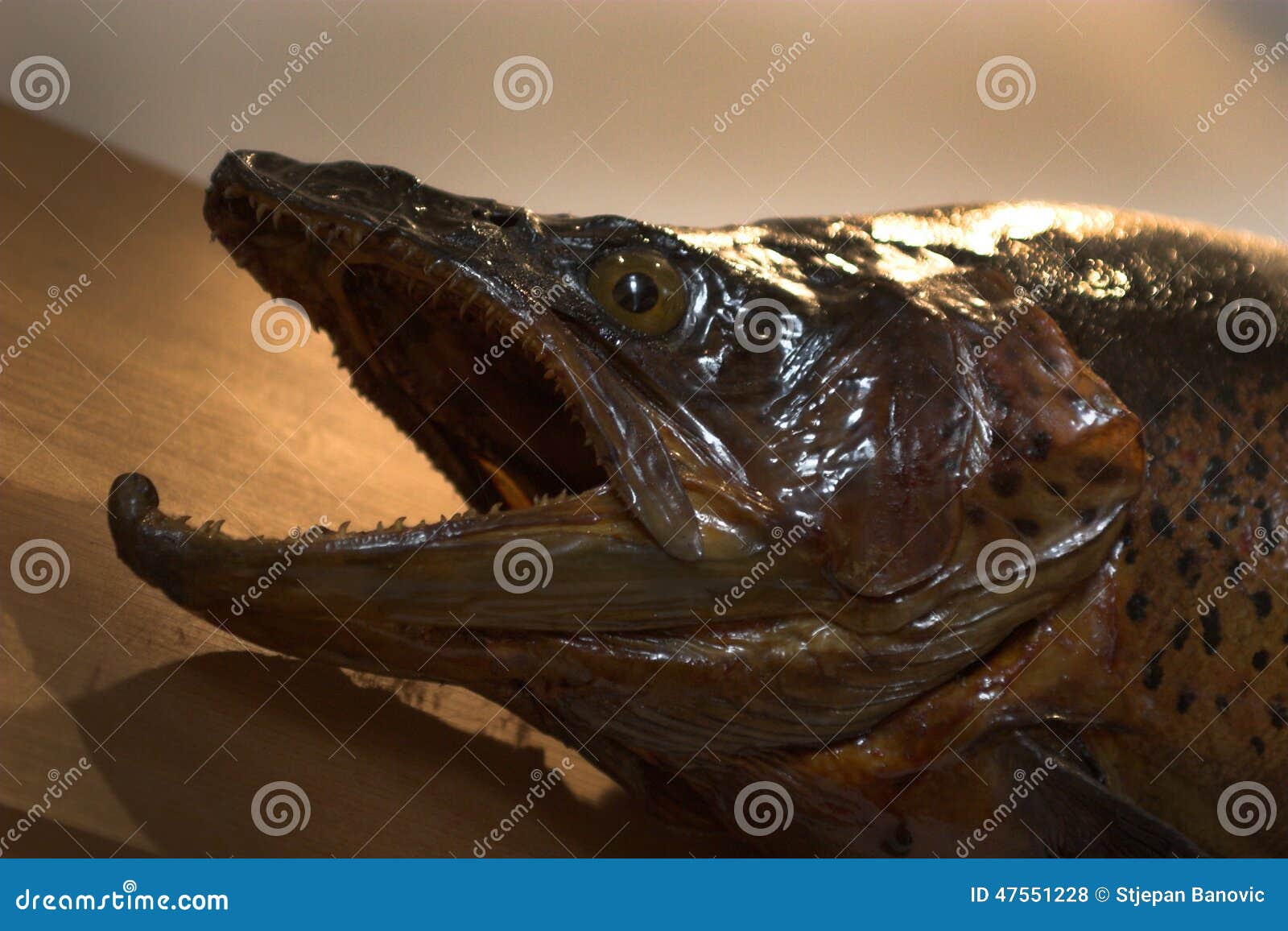 Stuffed Fish with an Open Mouth Stock Photo - Image of teeth
