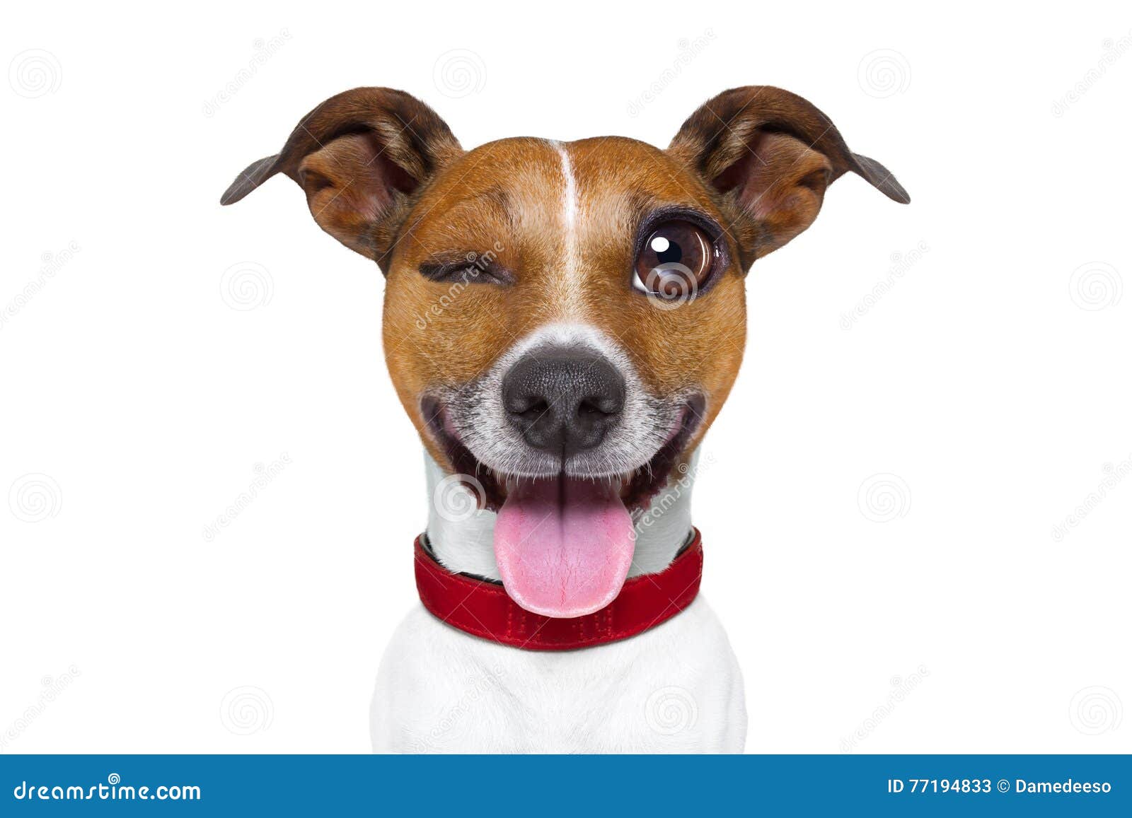 Stummer Dummer Hund Des Emoticon Oder Emoji Stockbild Bild von lustig