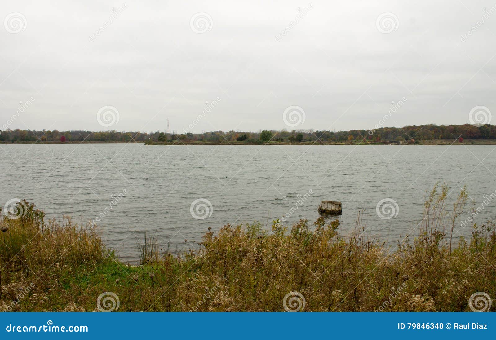 Stump in the Lake stock photo. Image of green, view, scene 79846340