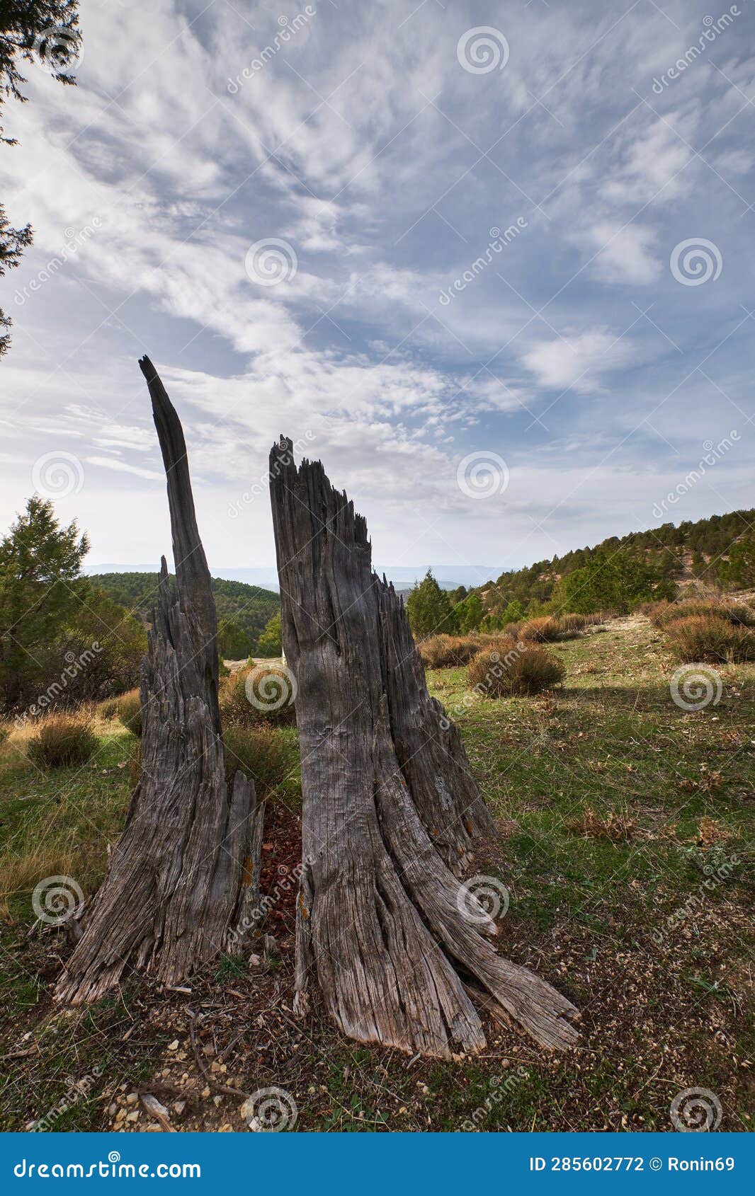 The Stump is Old and Broken in a Mountain Clearing Stock Photo Image