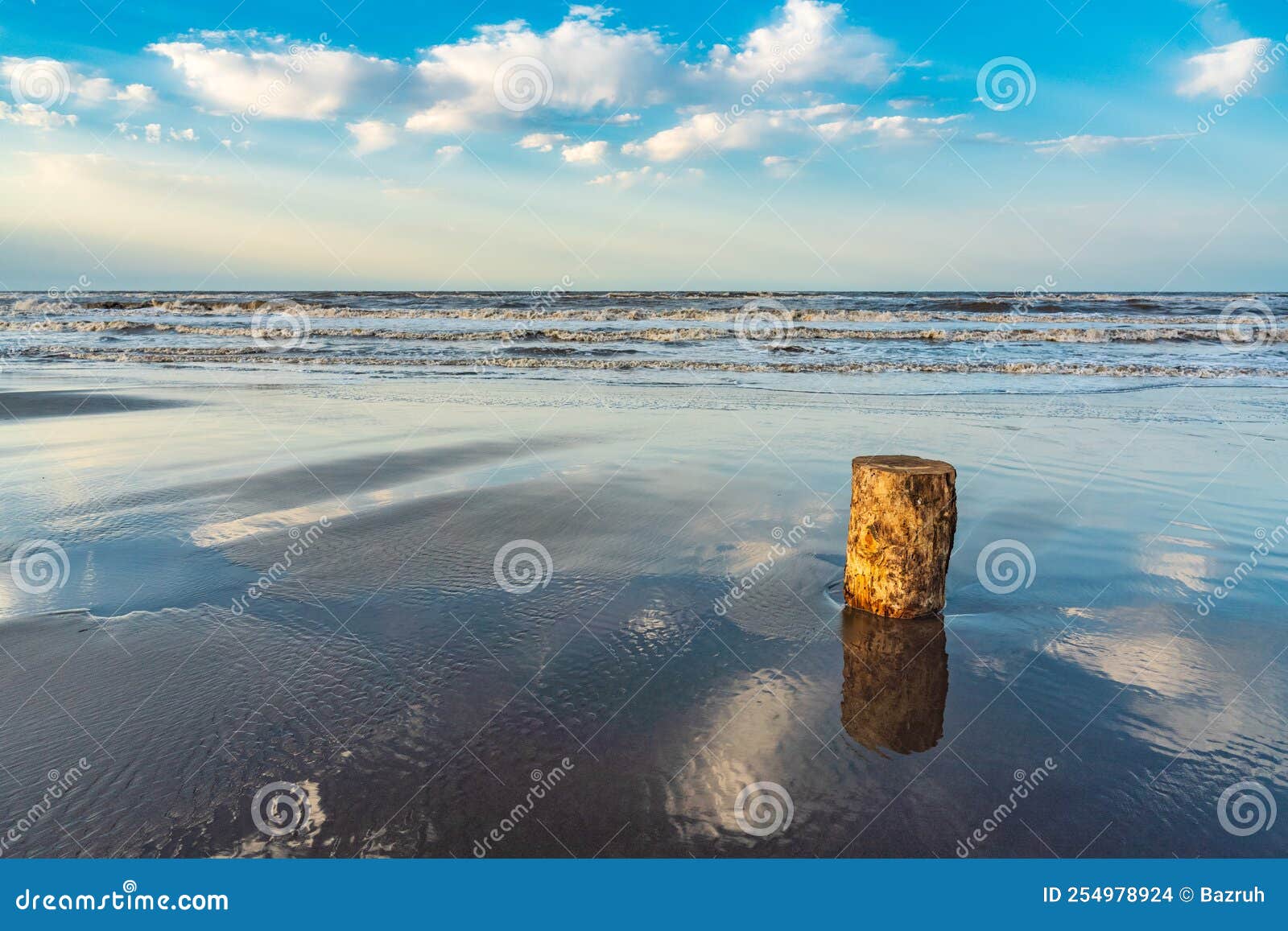 Stump on the sea shore stock photo. Image of coastline 254978924