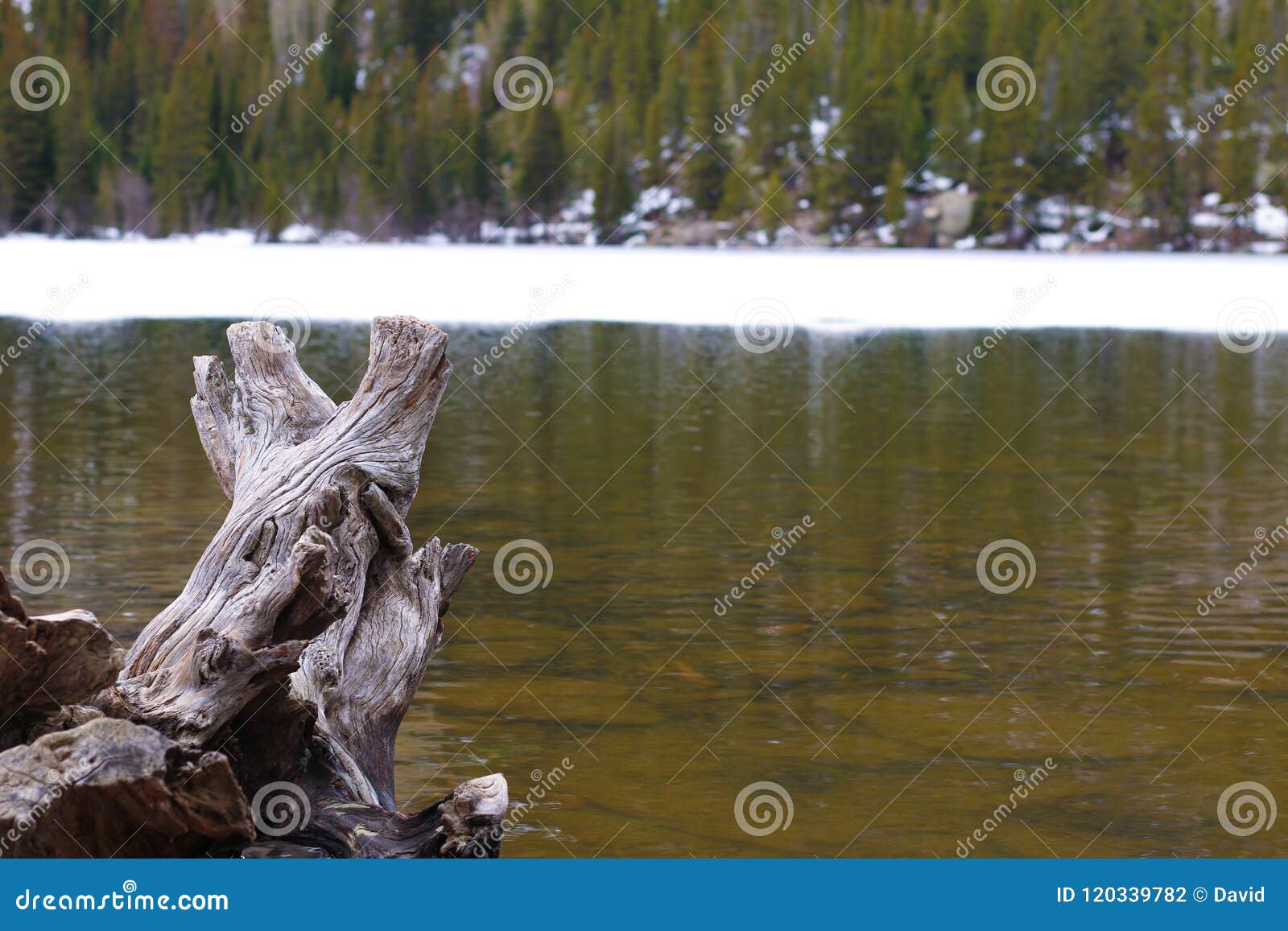Stump in the Pond stock photo. Image of colorado, bridge 120339782