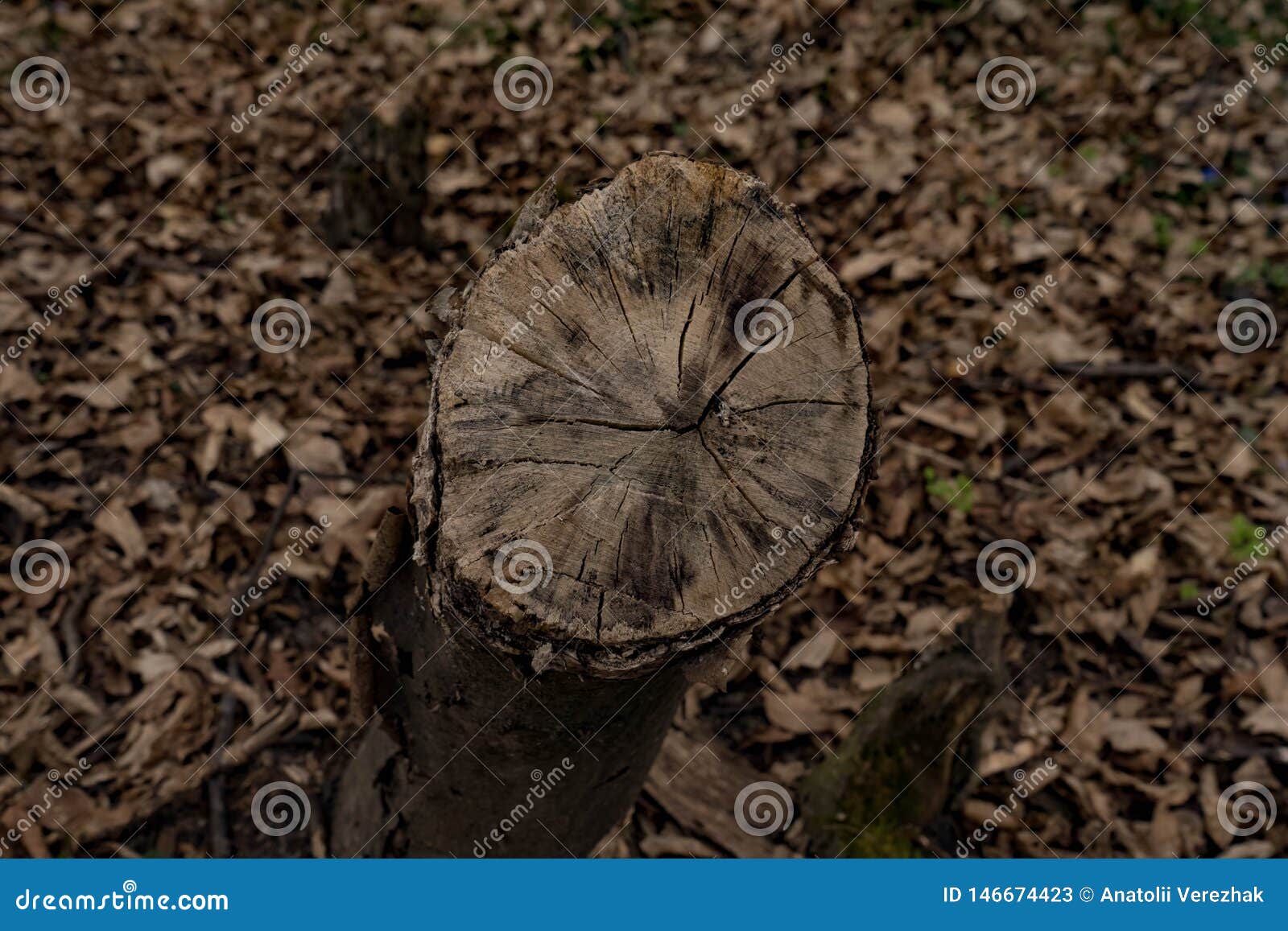 Stumpf von geschnittenem Weißbuchebaum im wilden Wald im Vorfrühlingswald. Stumpf von geschnittenem Weißbuchebaum im wilden Wald in West-Ukraine, Vorfrühlingswald