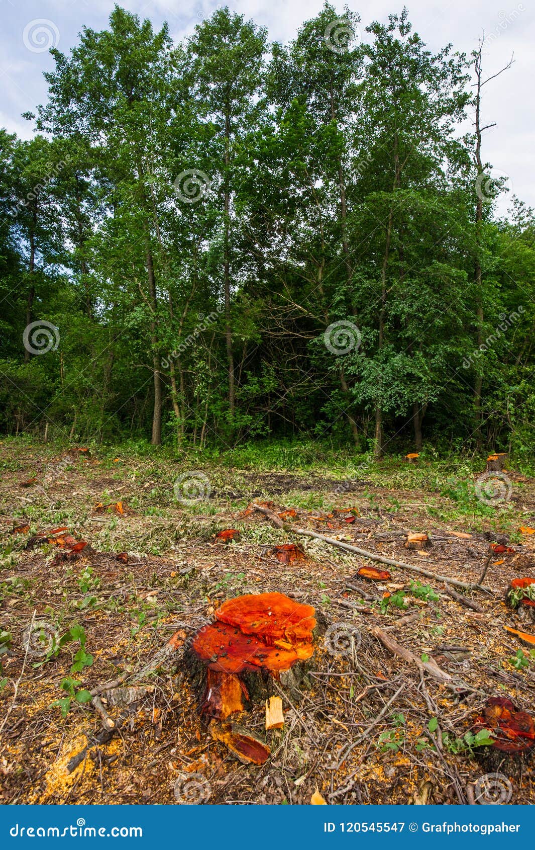 Stumps of Cropped Alder Trees and Trunks Stocked in a Meadow. De Stock ...