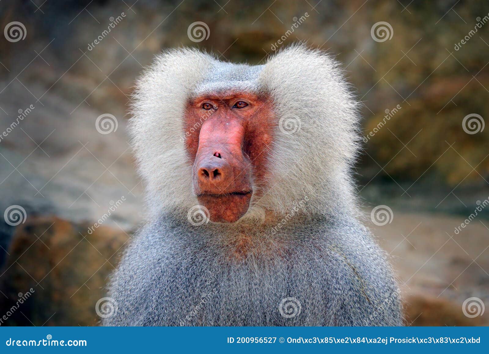 Stumptailed обезьяна Arctoides Macaca макаки из Таиланда.. Животное  красного лица, идущих на камень в троповом лесу. Обезьяна Стоковое  Изображение - изображение насчитывающей волосы, джунгли: 200956527