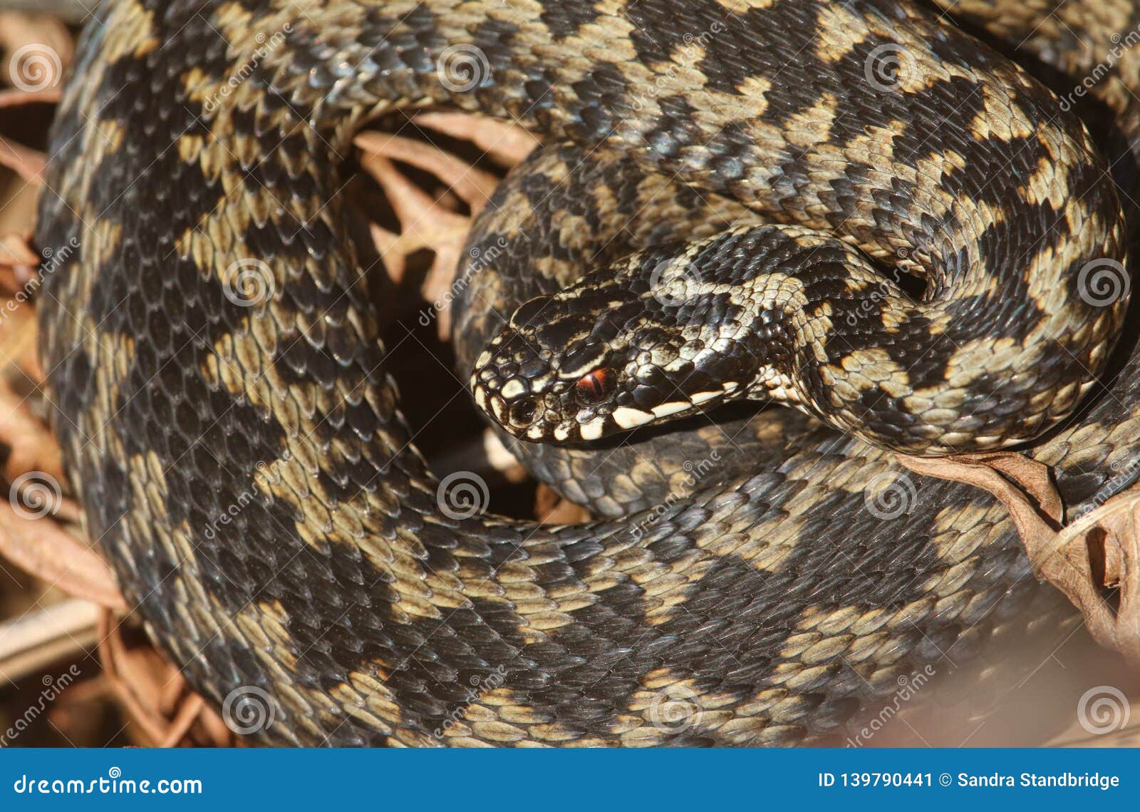 snakes hibernate snakes hibernate