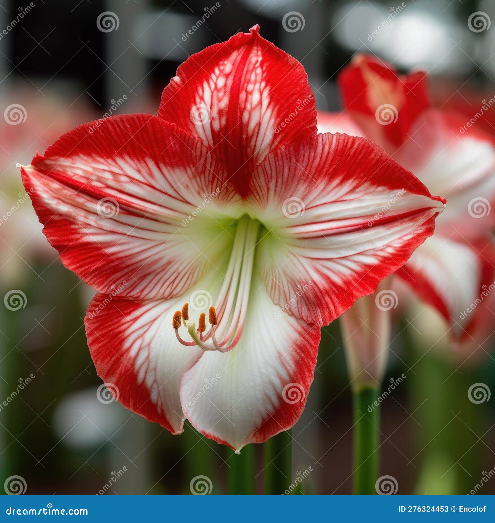 A Stunning Amaryllis with Bright Red Petals and a White Center that ...