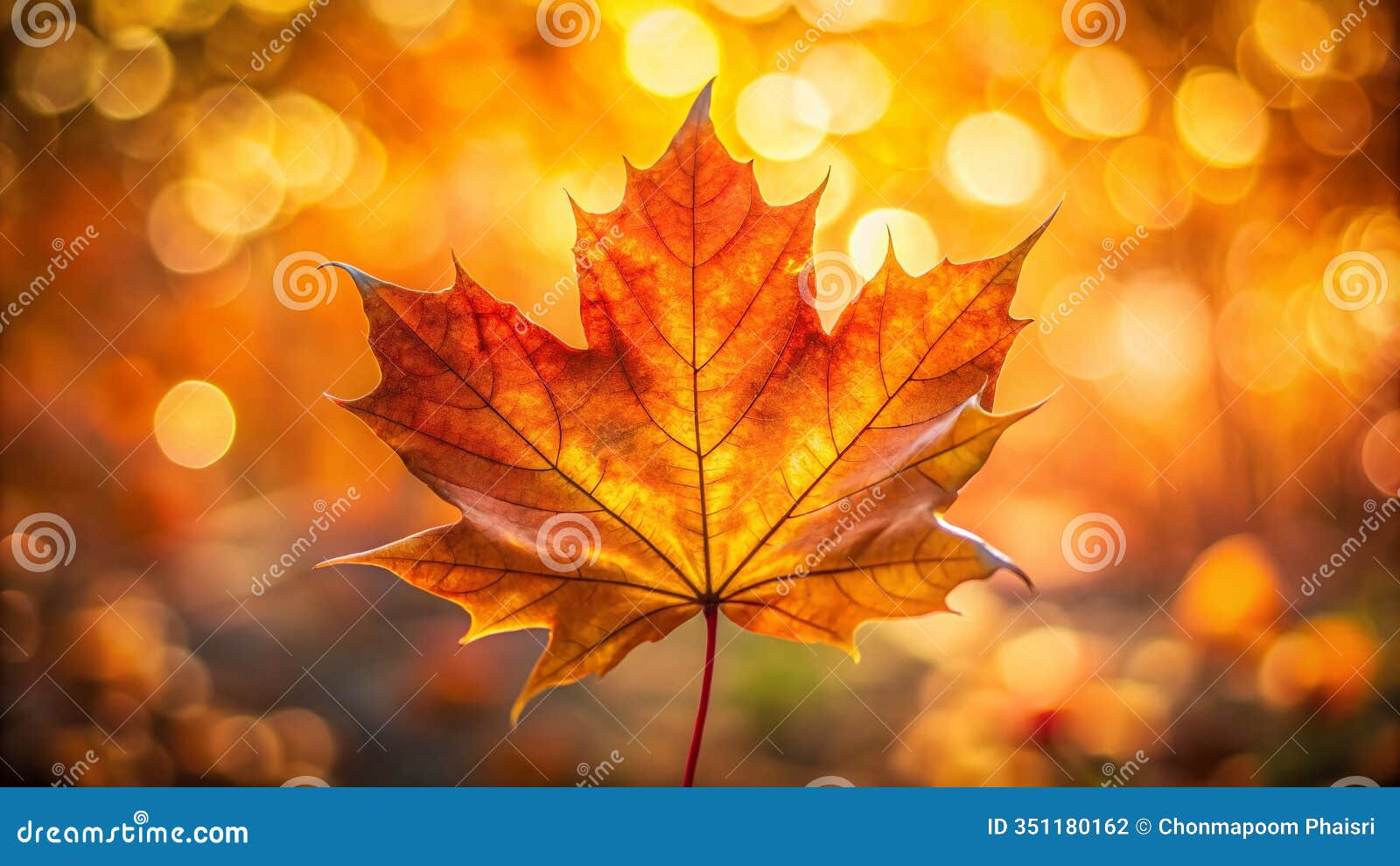 stunning autumn maple leaf macro photography closeup of a threelobed leaf with beautiful bokeh and soft focus