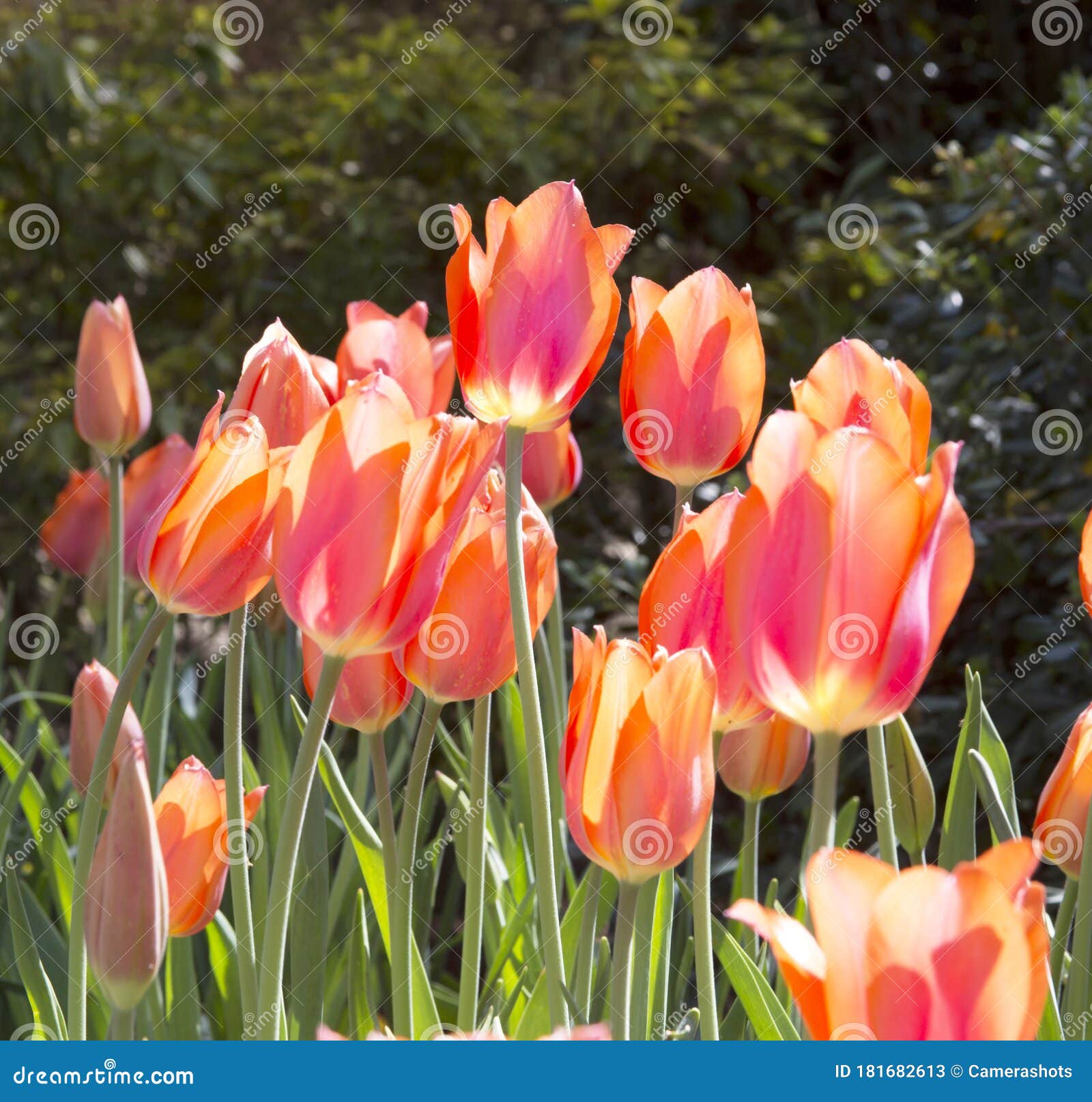 stunning backlit grouping of several red tulips