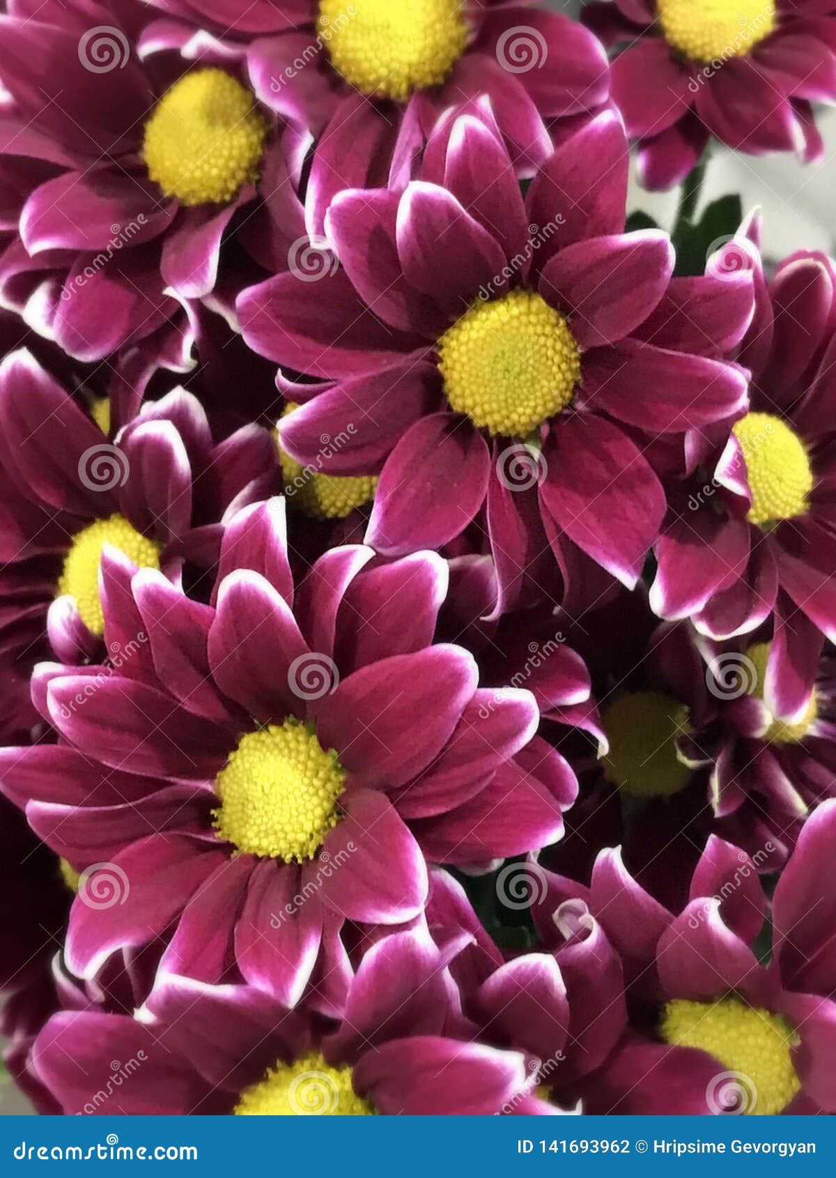Bouquet of purple flowers stock photo. Image of purple - 141693962