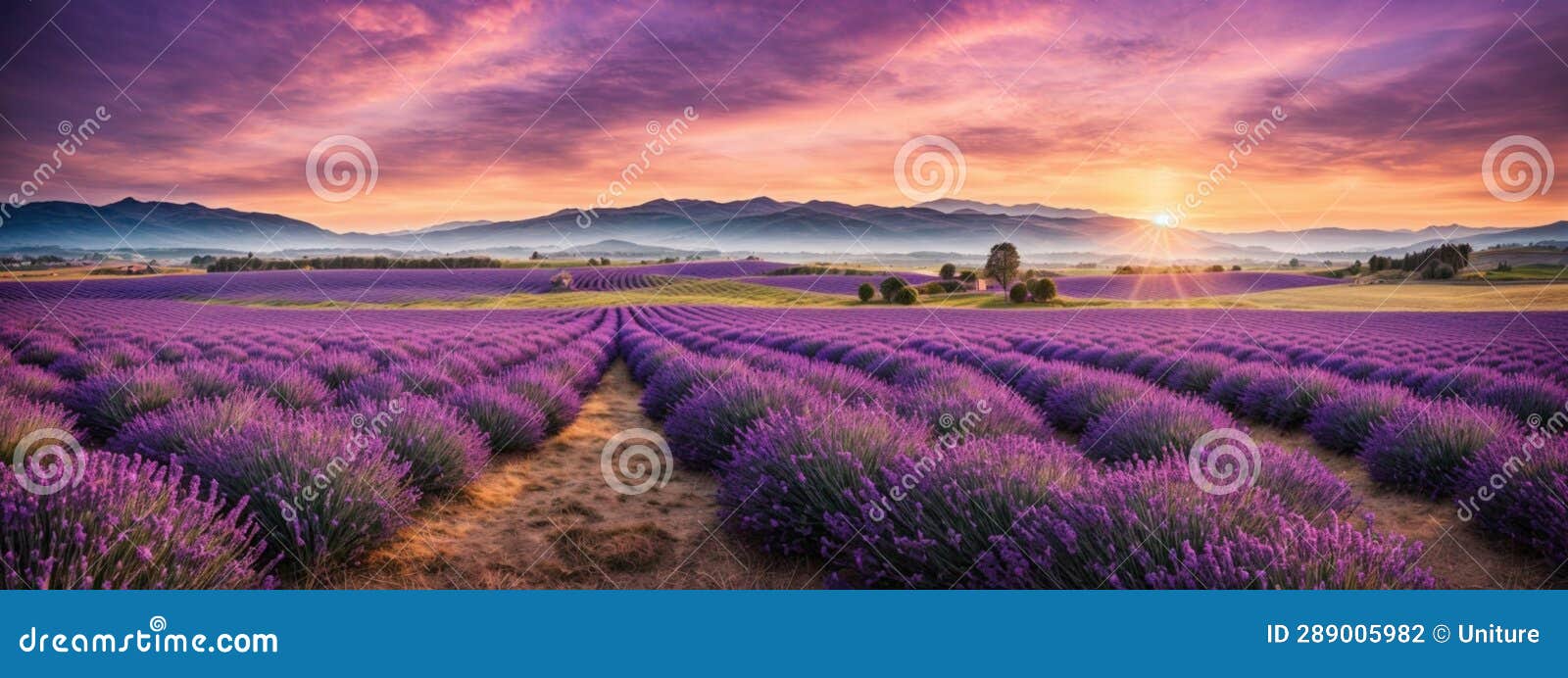 Stunning Landscape with Lavender Field at Sunset Stock Photo - Image of ...