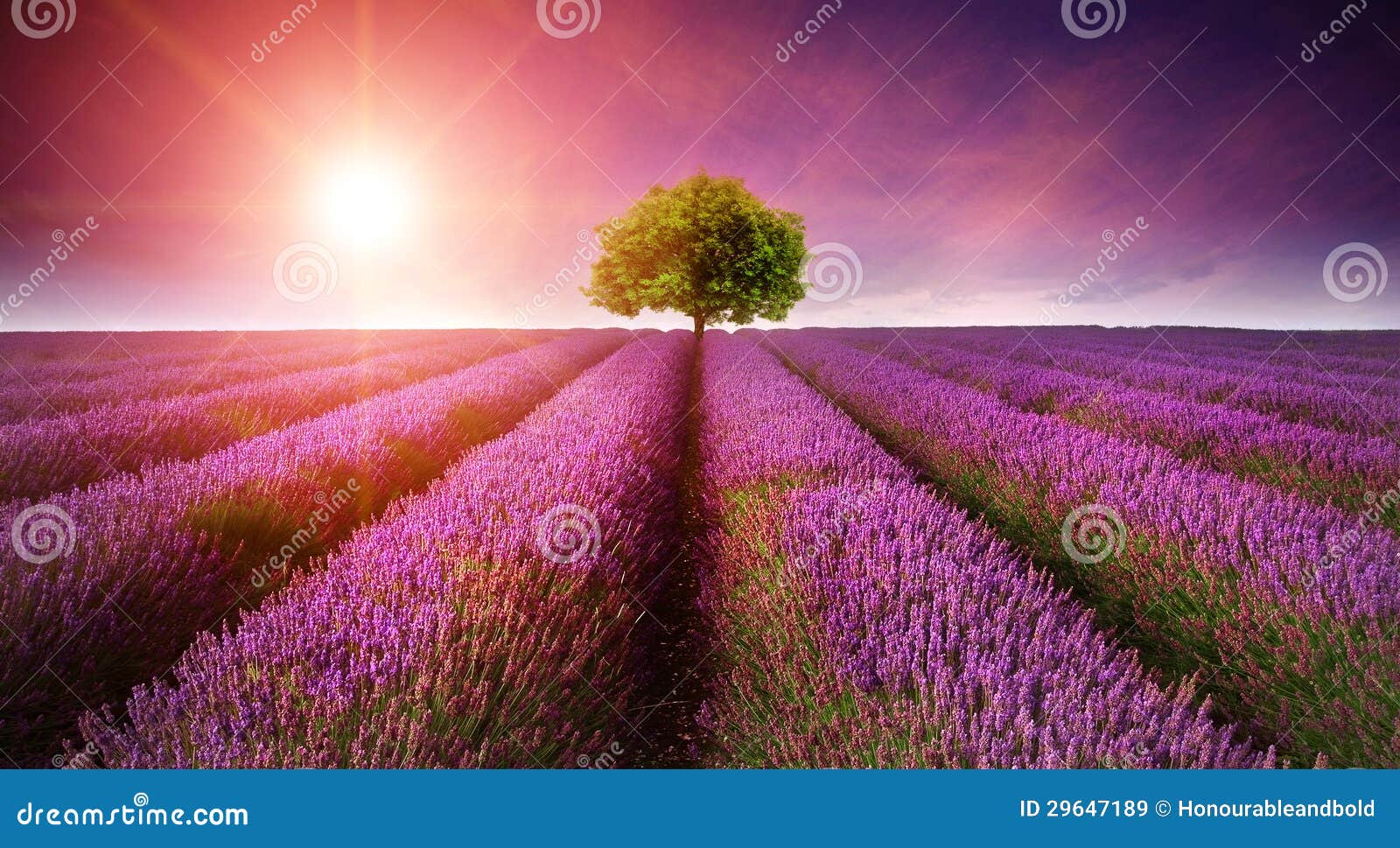 stunning lavender field landscape summer sunset with single tree