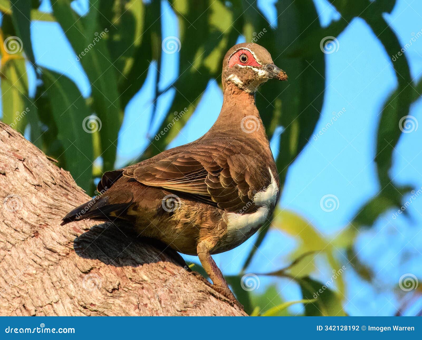 partridge pigeon (geophaps smithii) in australia