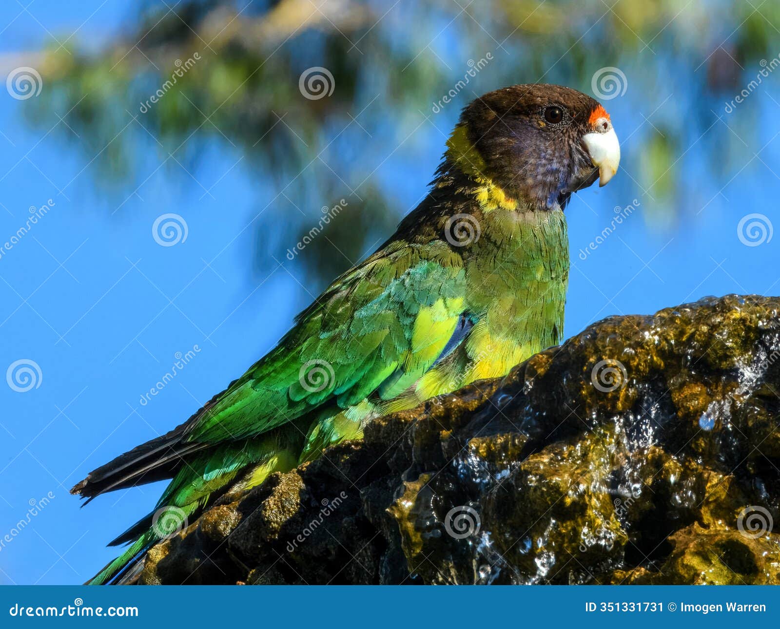 28 ringneck parrot (barnardius zonarius semitorquatus) in australia