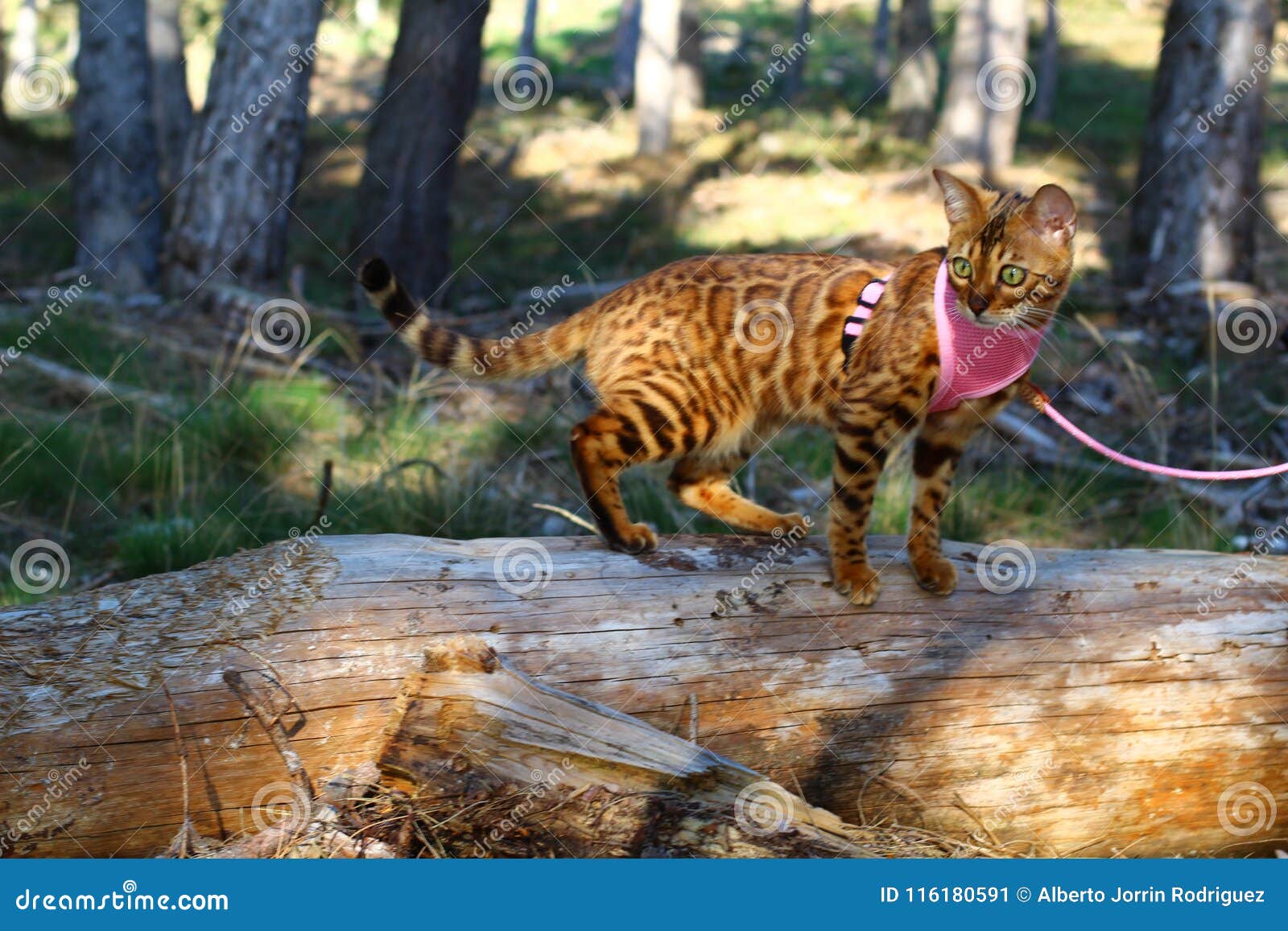 Bengal Lead Photos Free Royalty Free Stock Photos From Dreamstime Bengal Lead Photos Free Royalty Free Stock Photos From Dreamstime