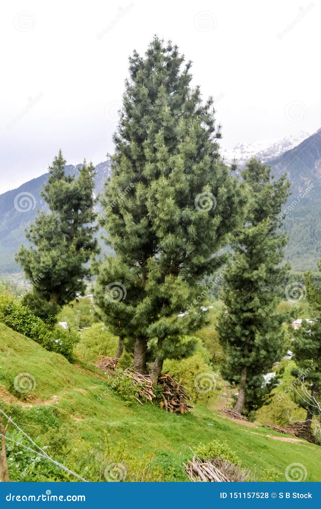 Top Of Deodar Cedar Cedrus Deodara Or Himalayan Cedar Stock Photography ...