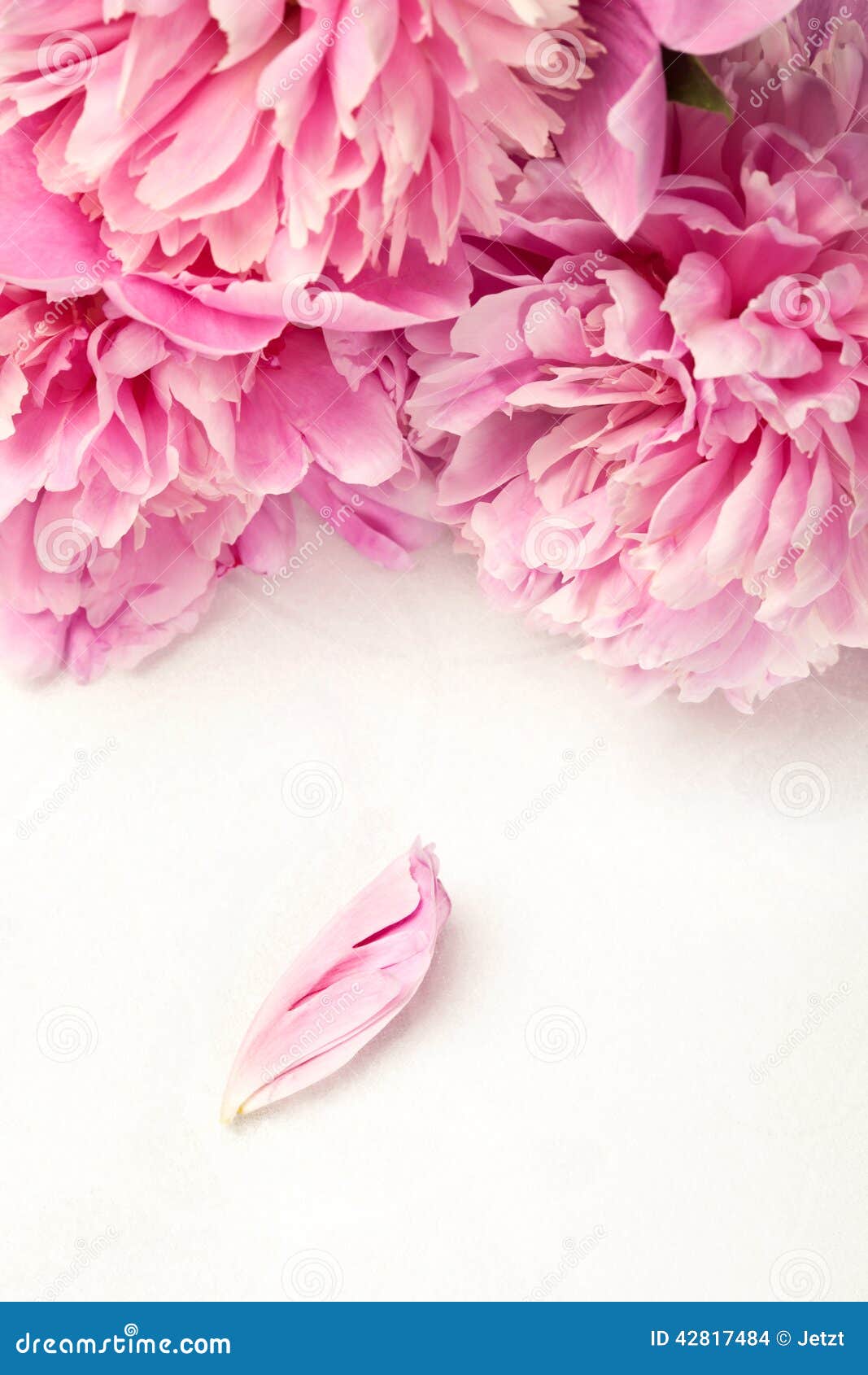 elegance rustic wallpaper Vintage Wooden Stunning Rustic Space, Light Frame. On Copy Background. Peonies White Floral Pink elegance rustic wallpaper Vintage Wooden Stunning Rustic Space, Light Frame. On Copy Background. Peonies White Floral Pink