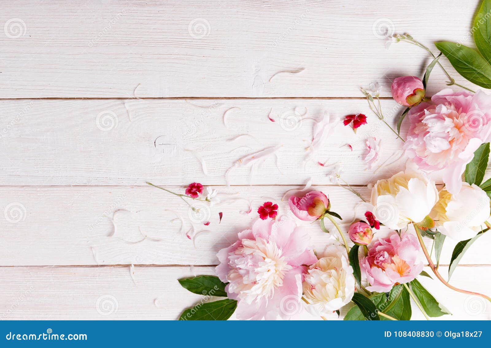 stunning pink peonies on white rustic wooden background. copy space