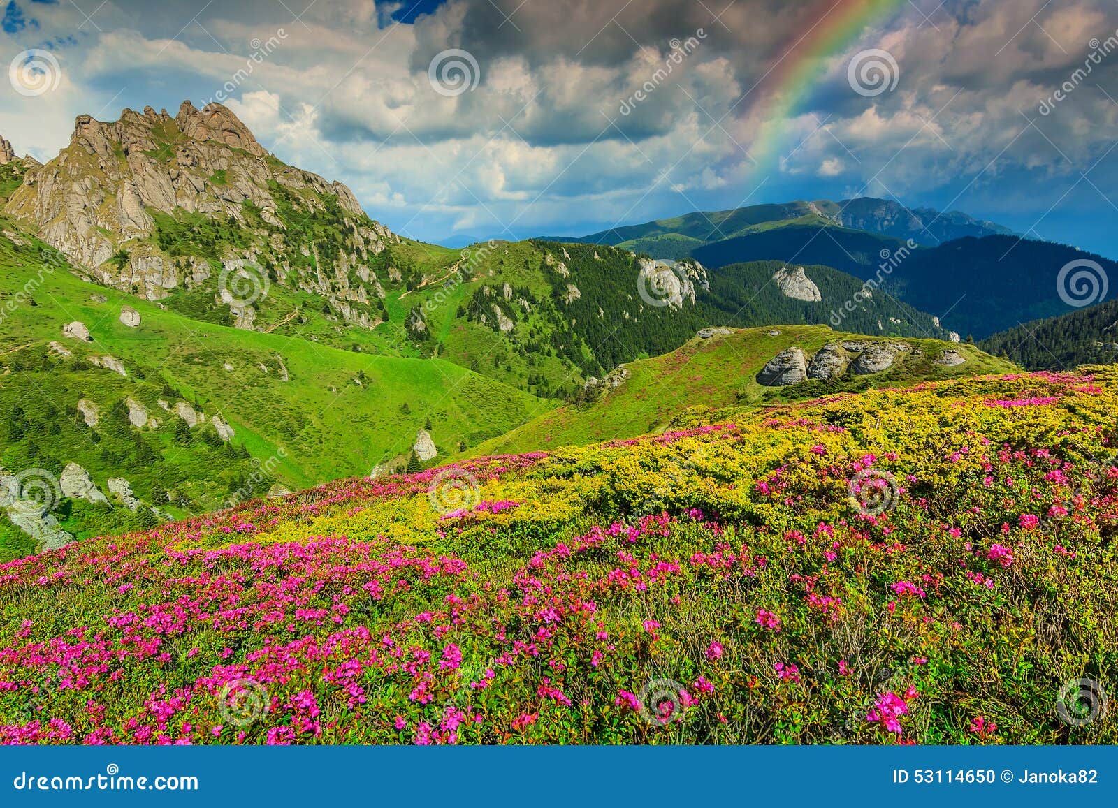 stunning pink rhododendron flowers in the mountains,ciucas,carpathians,romania