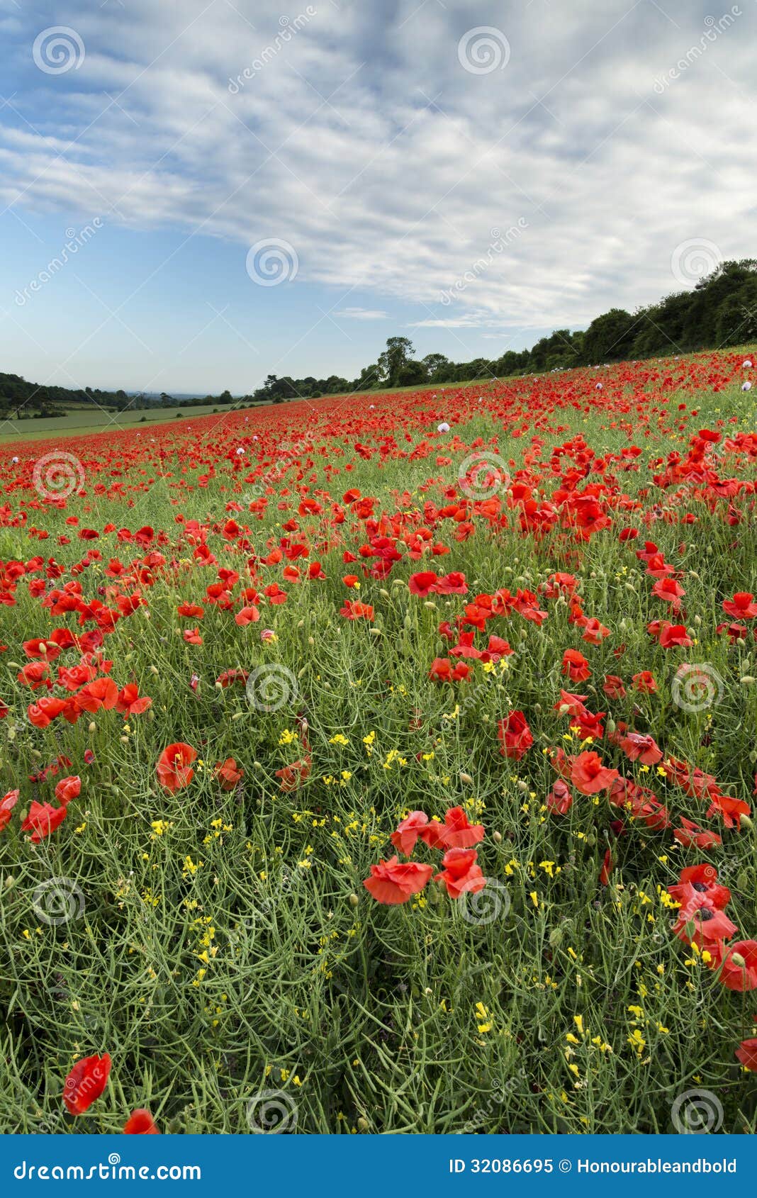 Stunning poppy field landscape under Summer sunset sky. Beautiful landscape image of Summer poppy field under stunning sunset sky