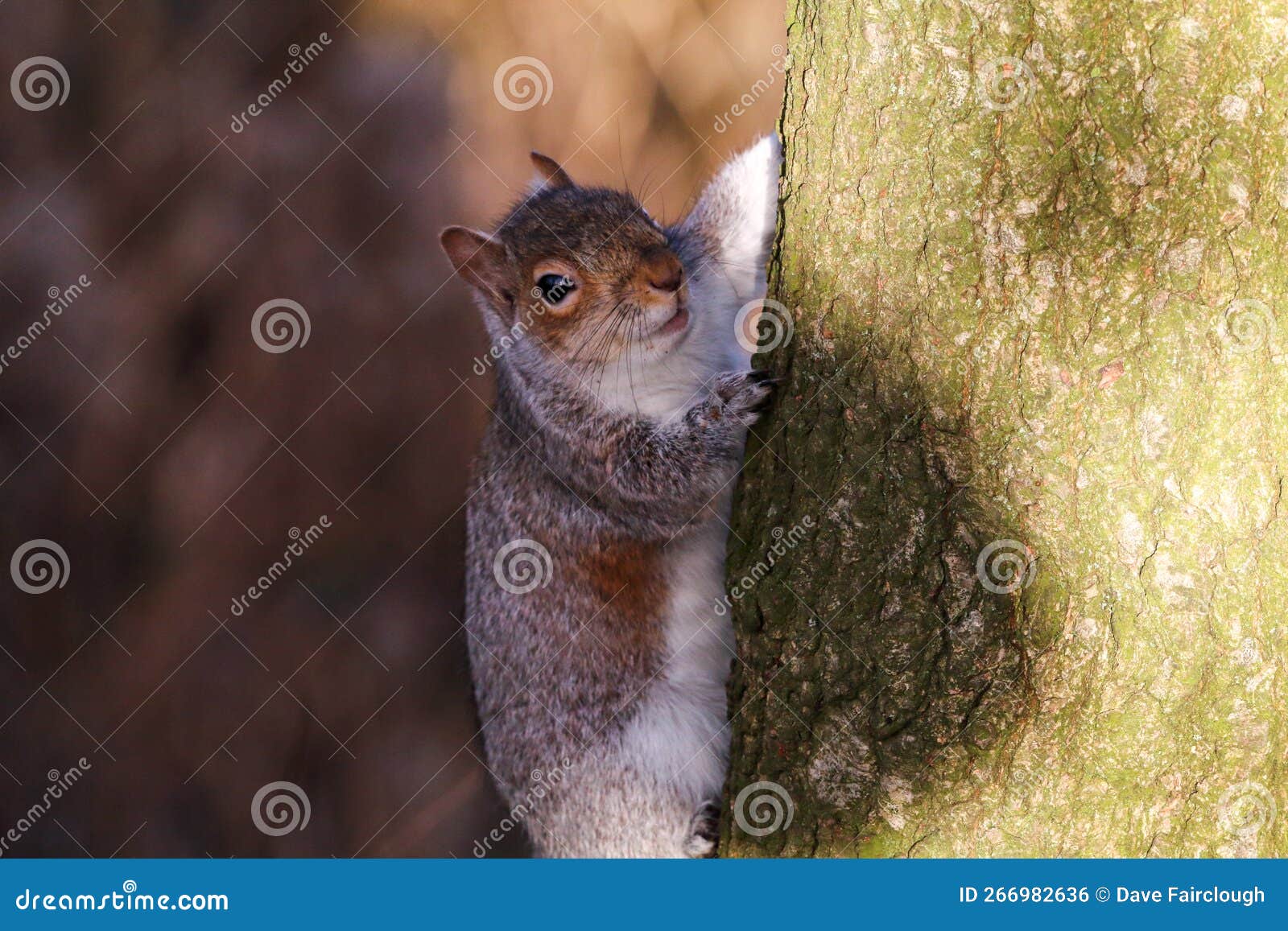 a stunning portrait of a grey squirrel in the forest