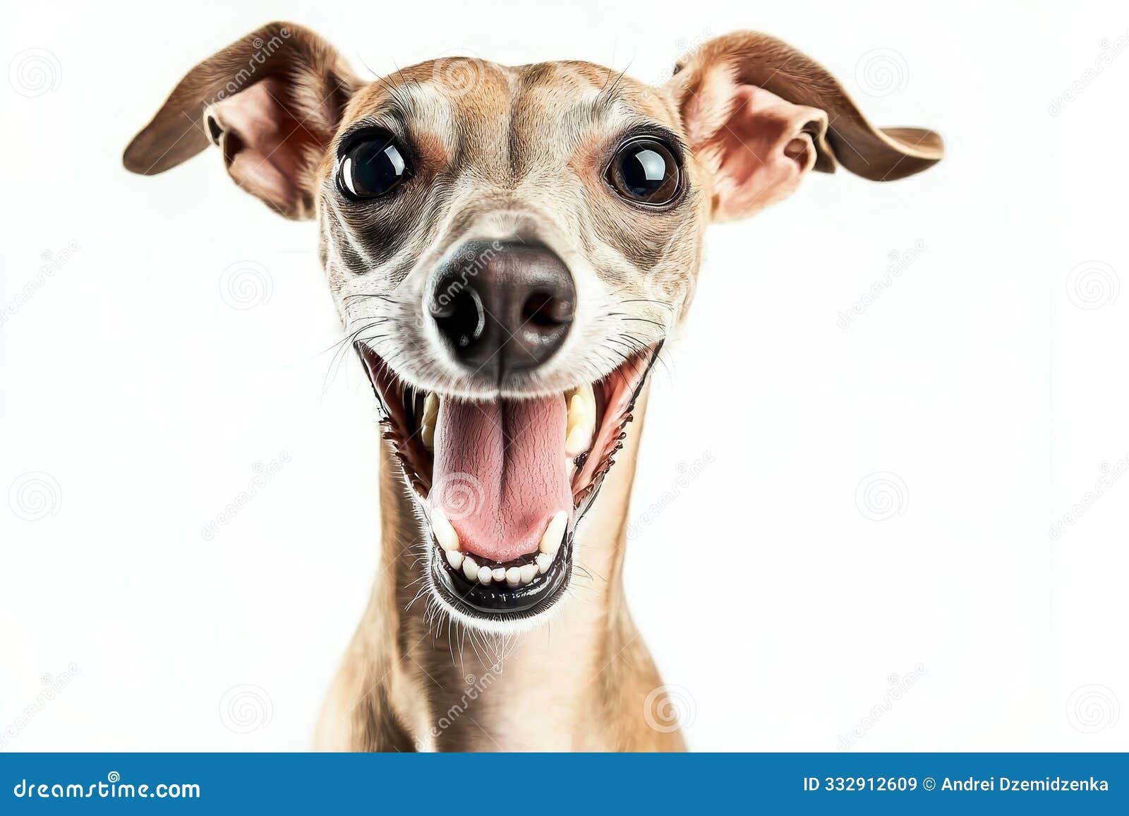 stunning puppy dog jack russell terrier that is smiling at the camera  on a transparent png background. funny