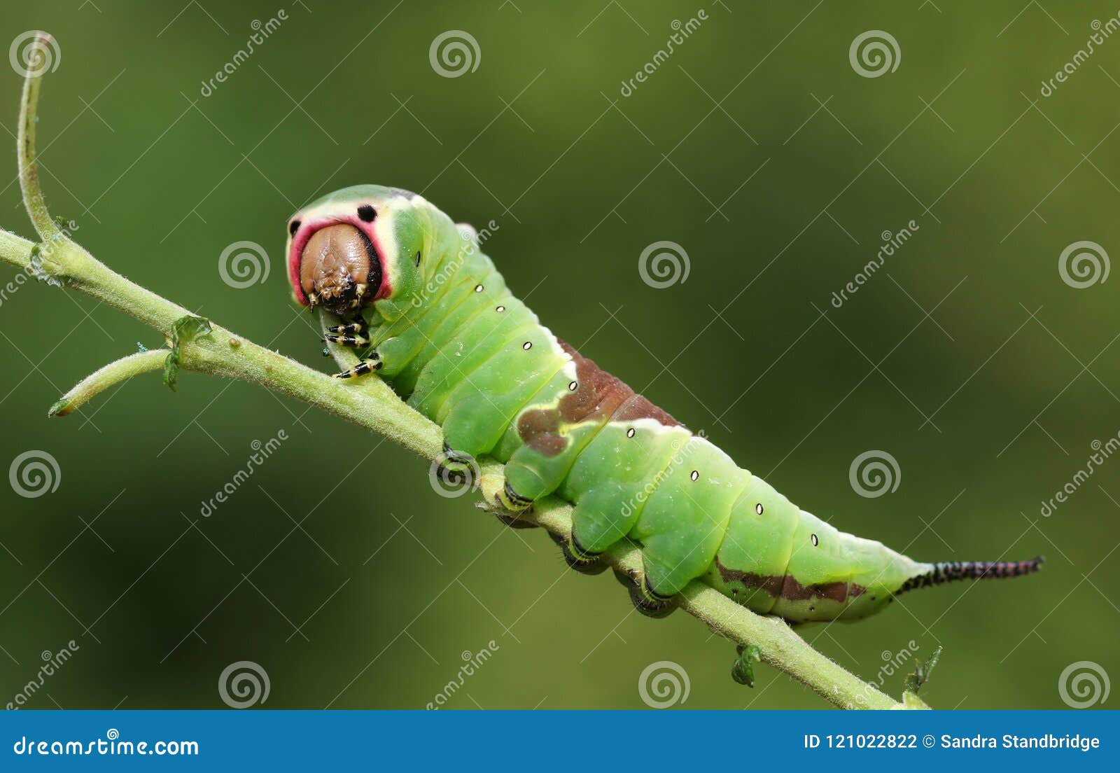 A Stunning Puss Moth Caterpillar Cerura Vinulais Perching on a Twig in ...