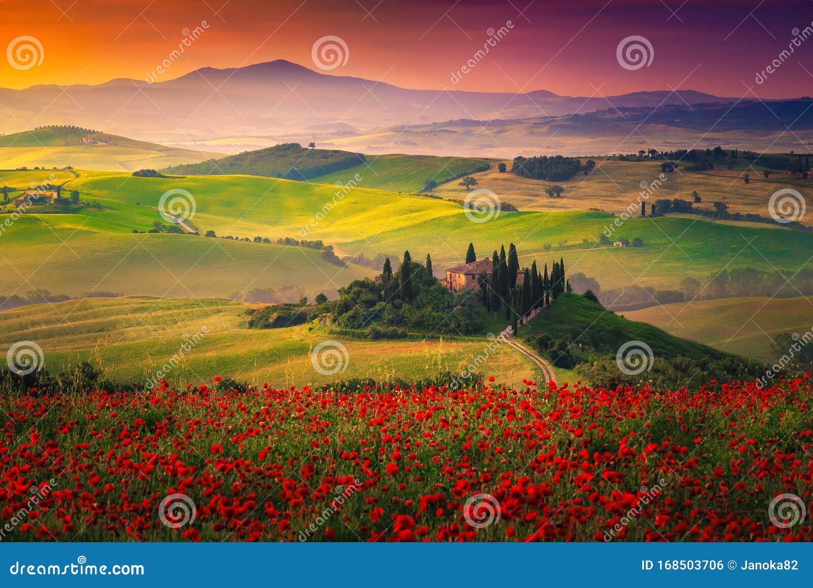 stunning red poppies blossom on meadows in tuscany, pienza, italy