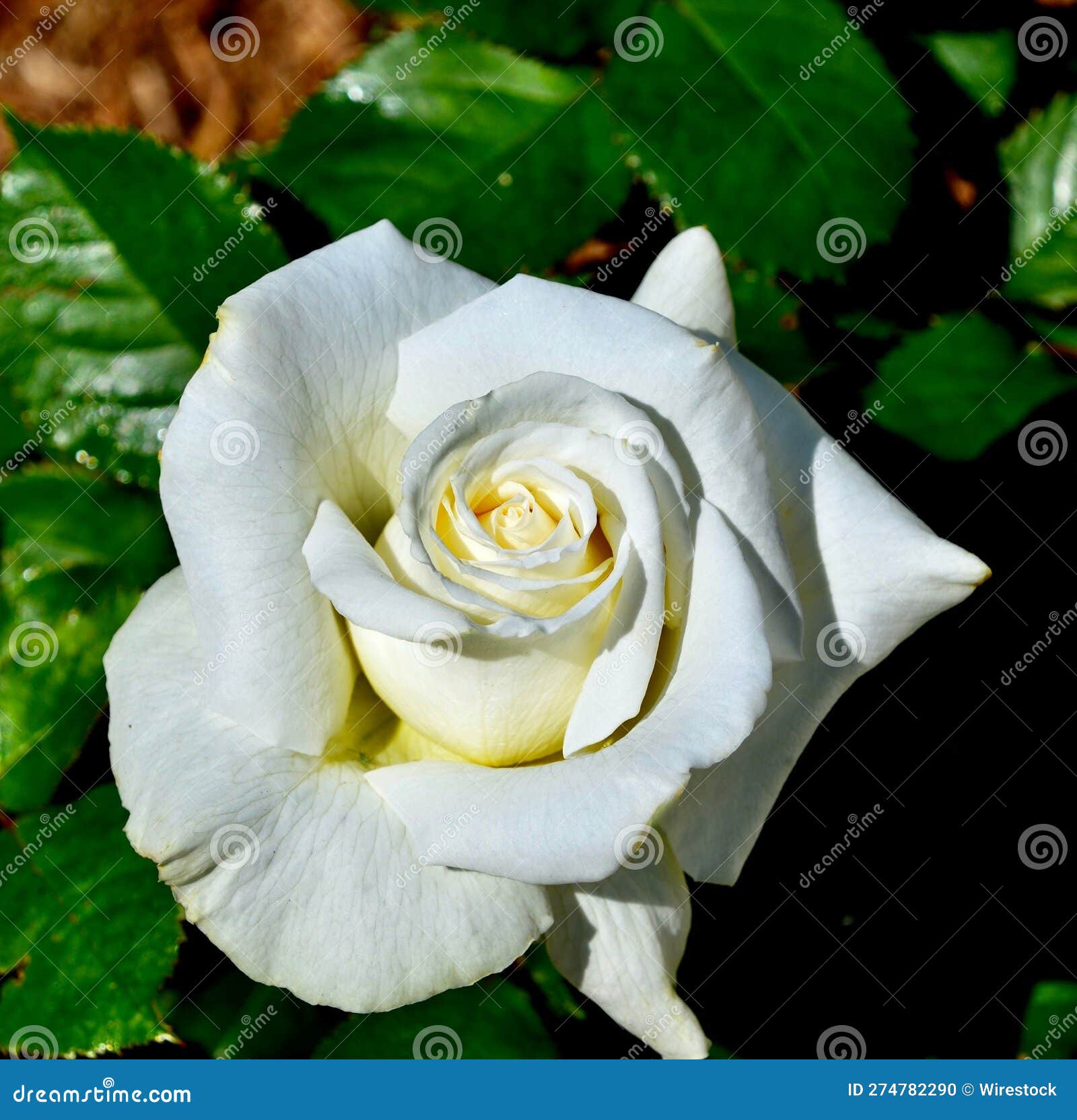 Stunning Single White Hybrid Tea Rose with Delicate Petals Stock Photo