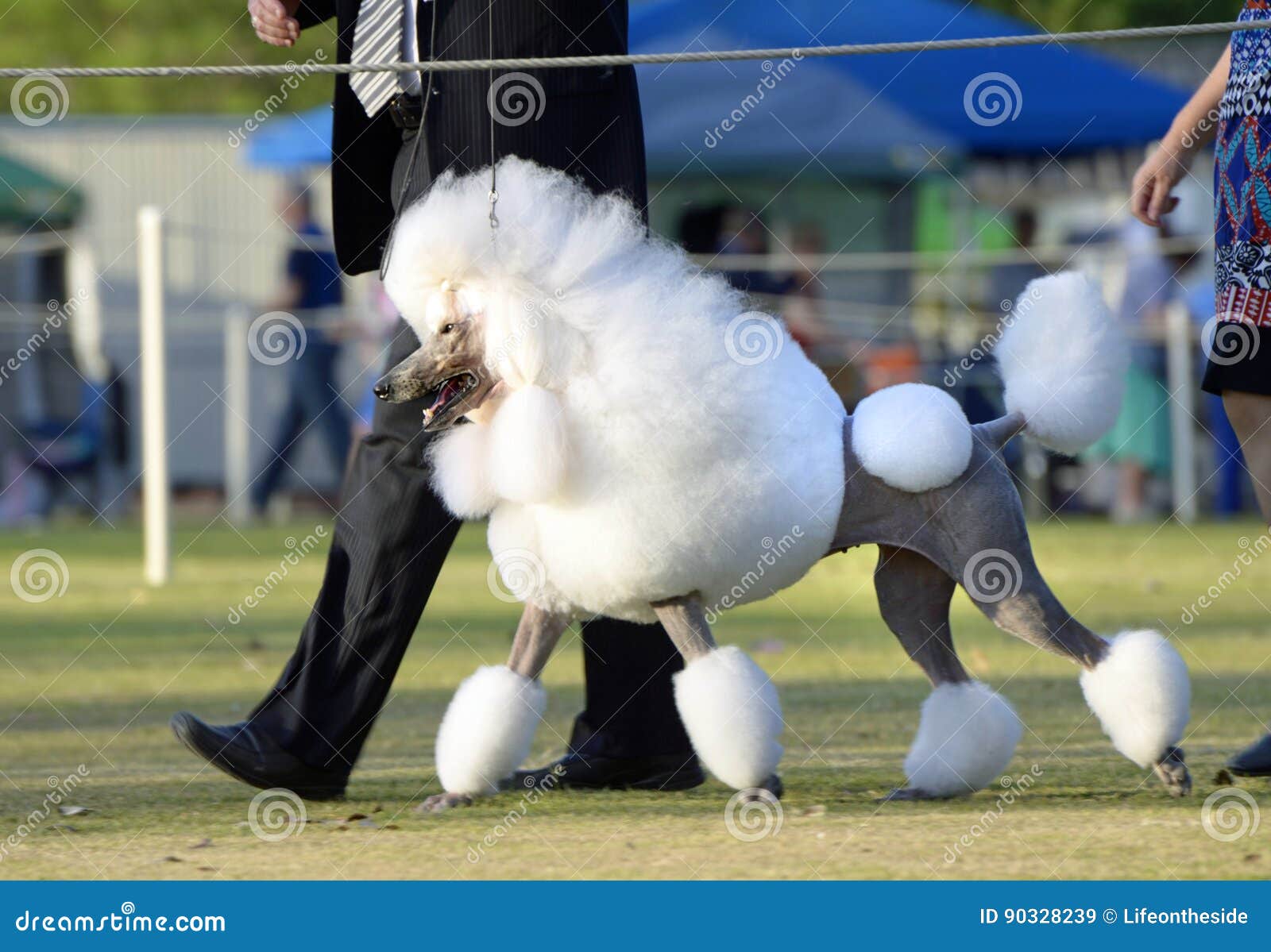 Stunning White Poodle Show Ring of Dog Show Stock Image - Image of ankc, attributes: 90328239