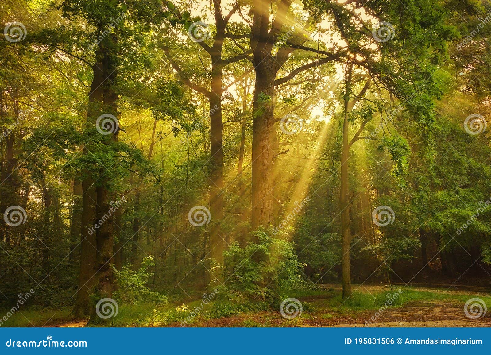 Stunning Sunrise with Rays of Light through the Trees Stock Photo