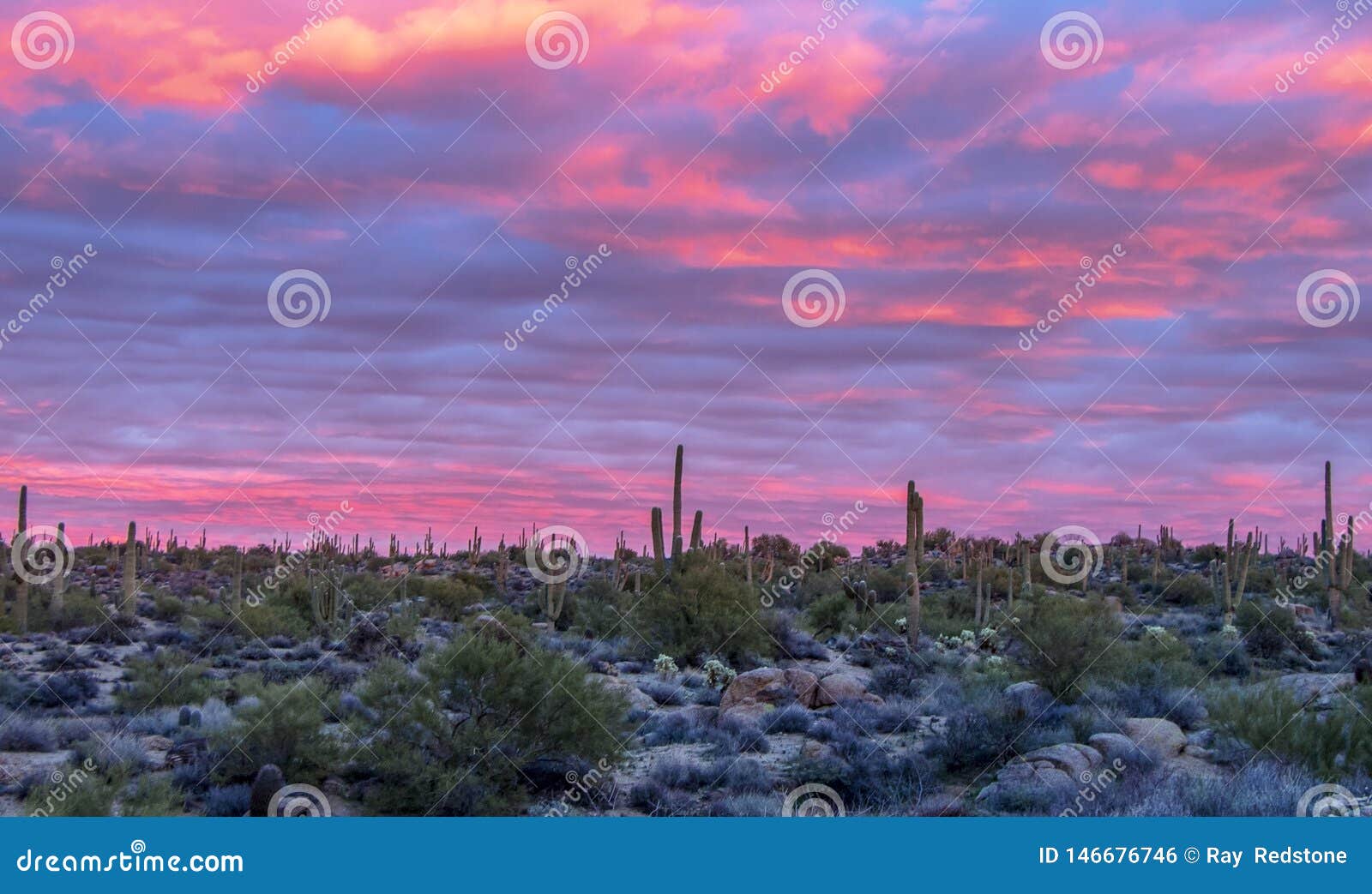 stunning sunset with saguaro cactus near browns ranch trailhead in scottsdale, arizona