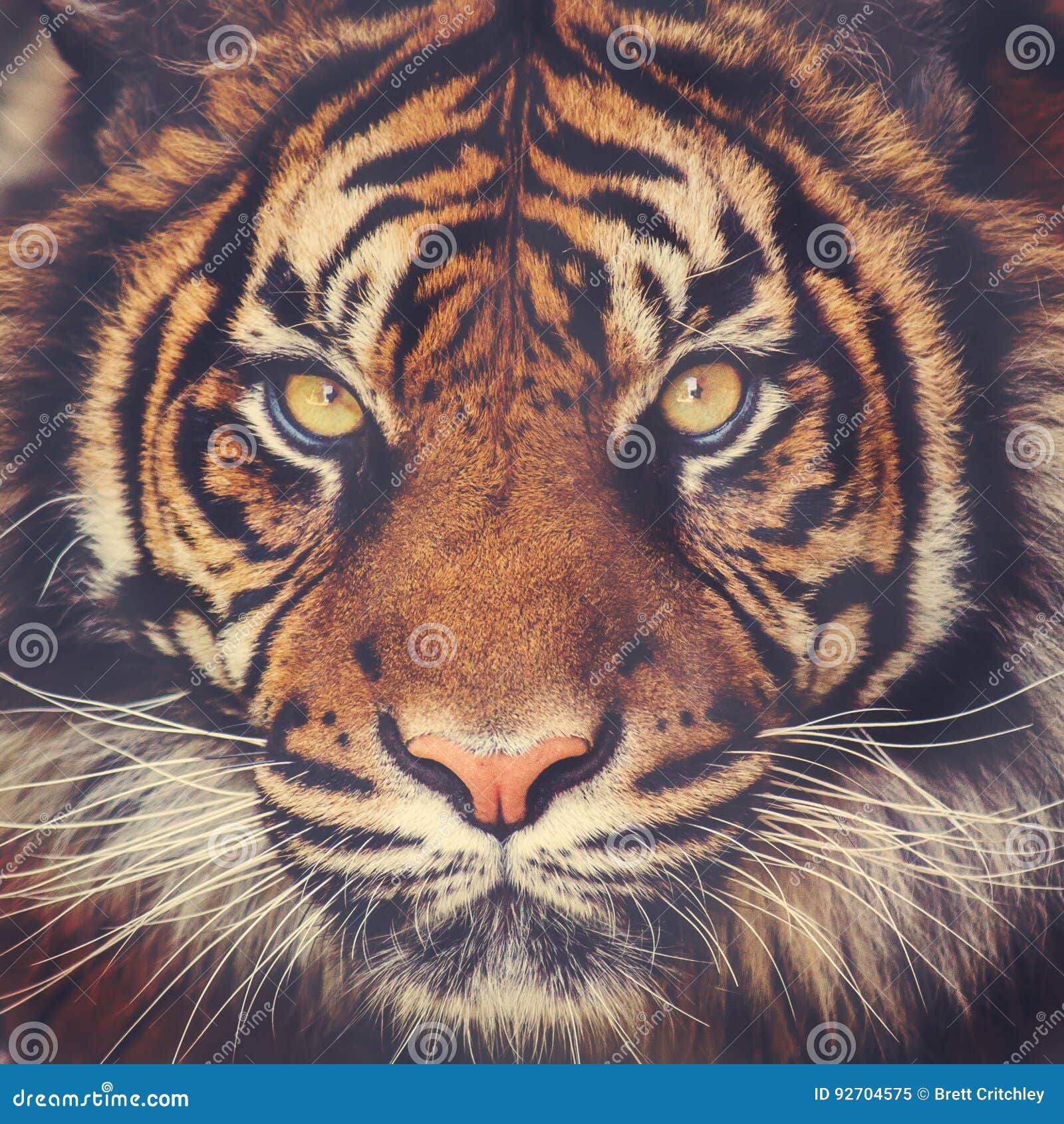 stunning tiger face