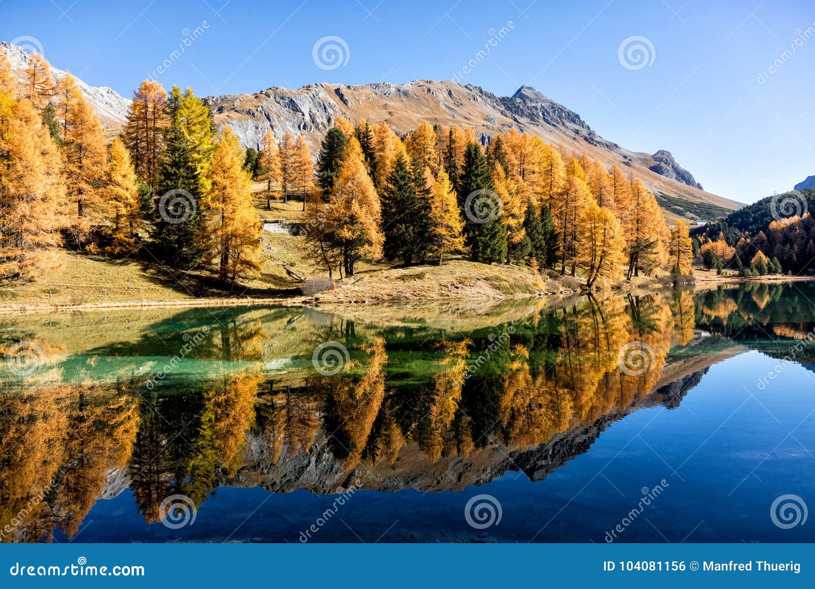stunning view of the palpuogna lake near albula pass with golden trees in autumn