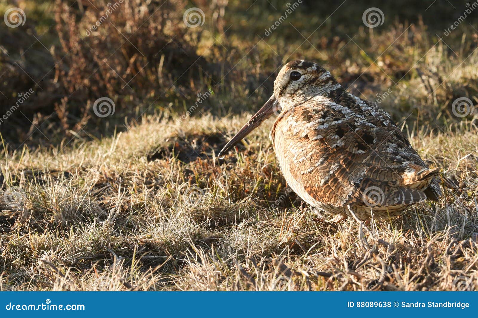 a stunning woodcock, scolopax rusticola, sitting in the grass. it is so well camouflaged that it can hardly be seen.