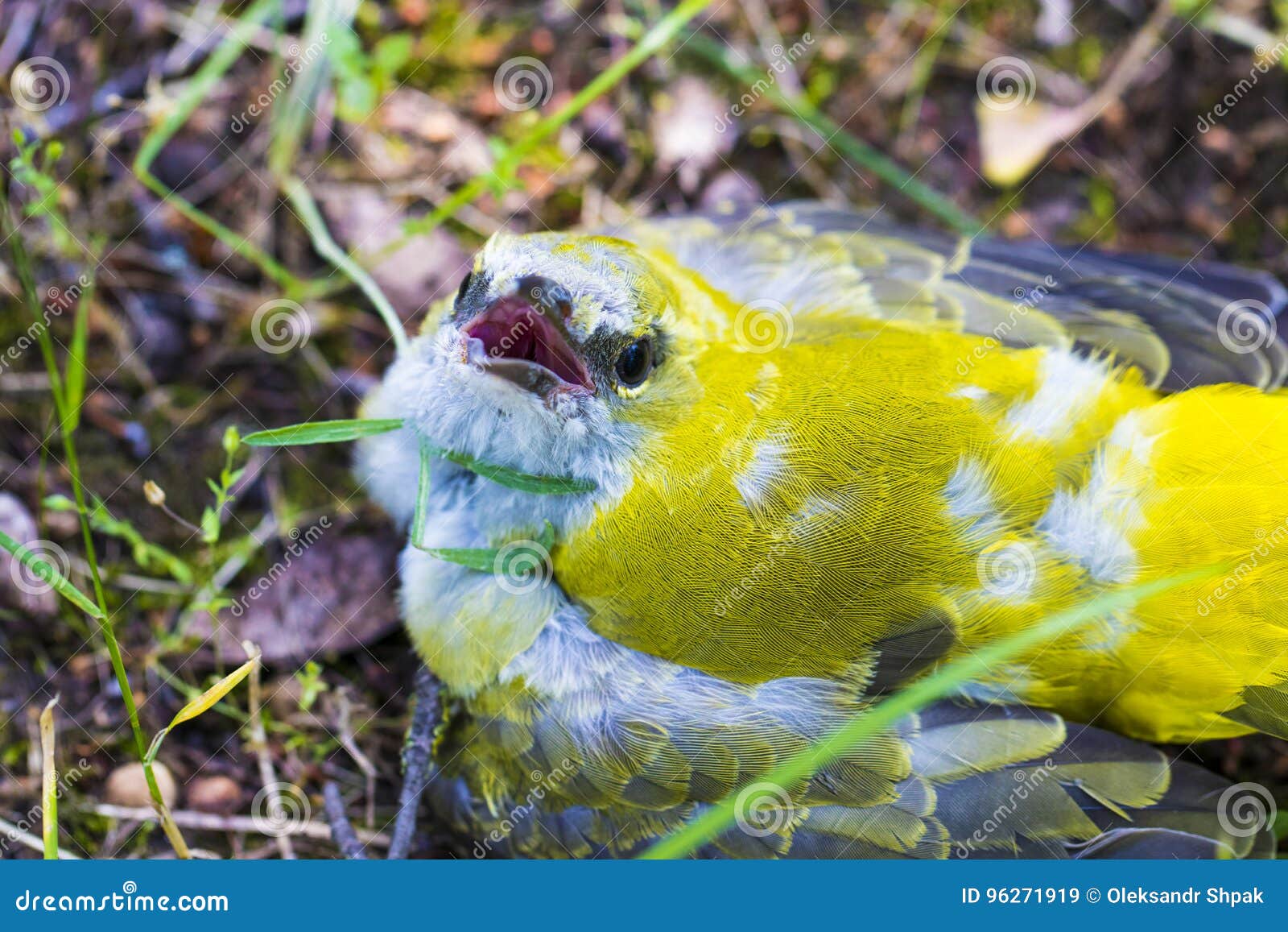 a stunning yellow wagtail & x28;motacilla flava& x29; sitting in the grass