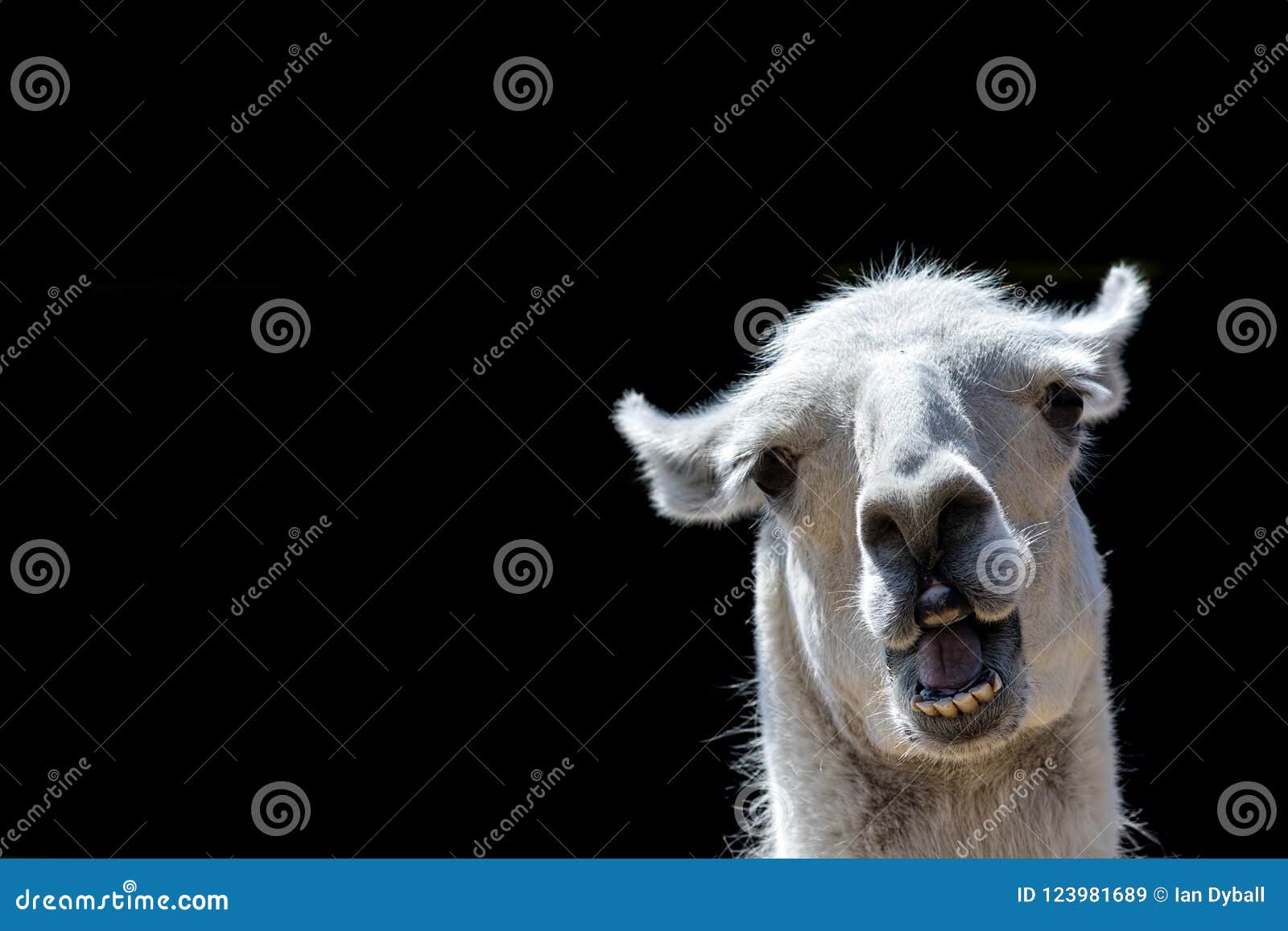 978,026 Animal Funny Stock Photos - Free & Royalty-Free Stock Photos from Dreamstime 978,026 Animal Funny Stock Photos - Free & Royalty-Free Stock Photos from Dreamstime