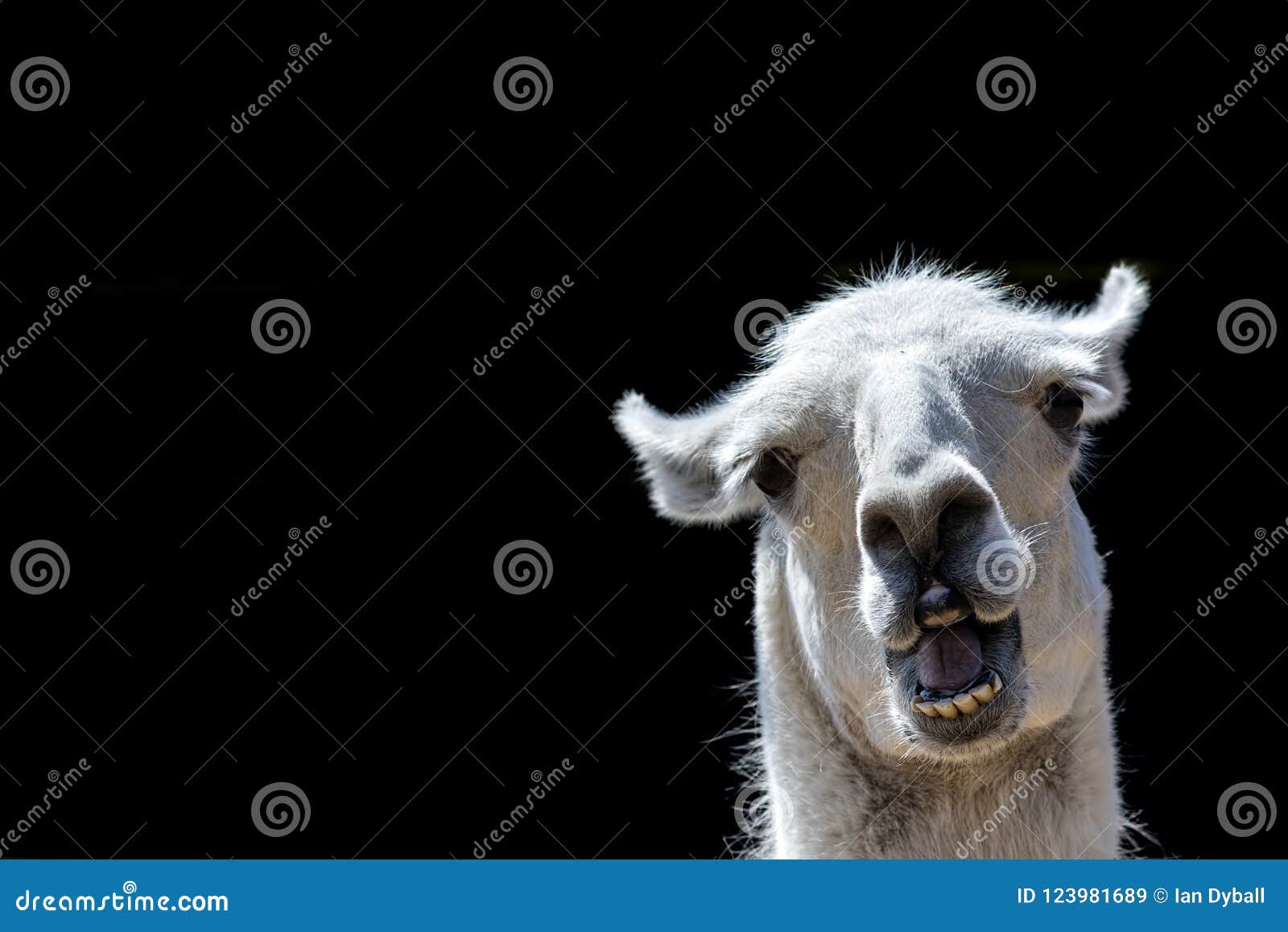 stupid looking animal. goofy llama. funny meme image with copy-space.