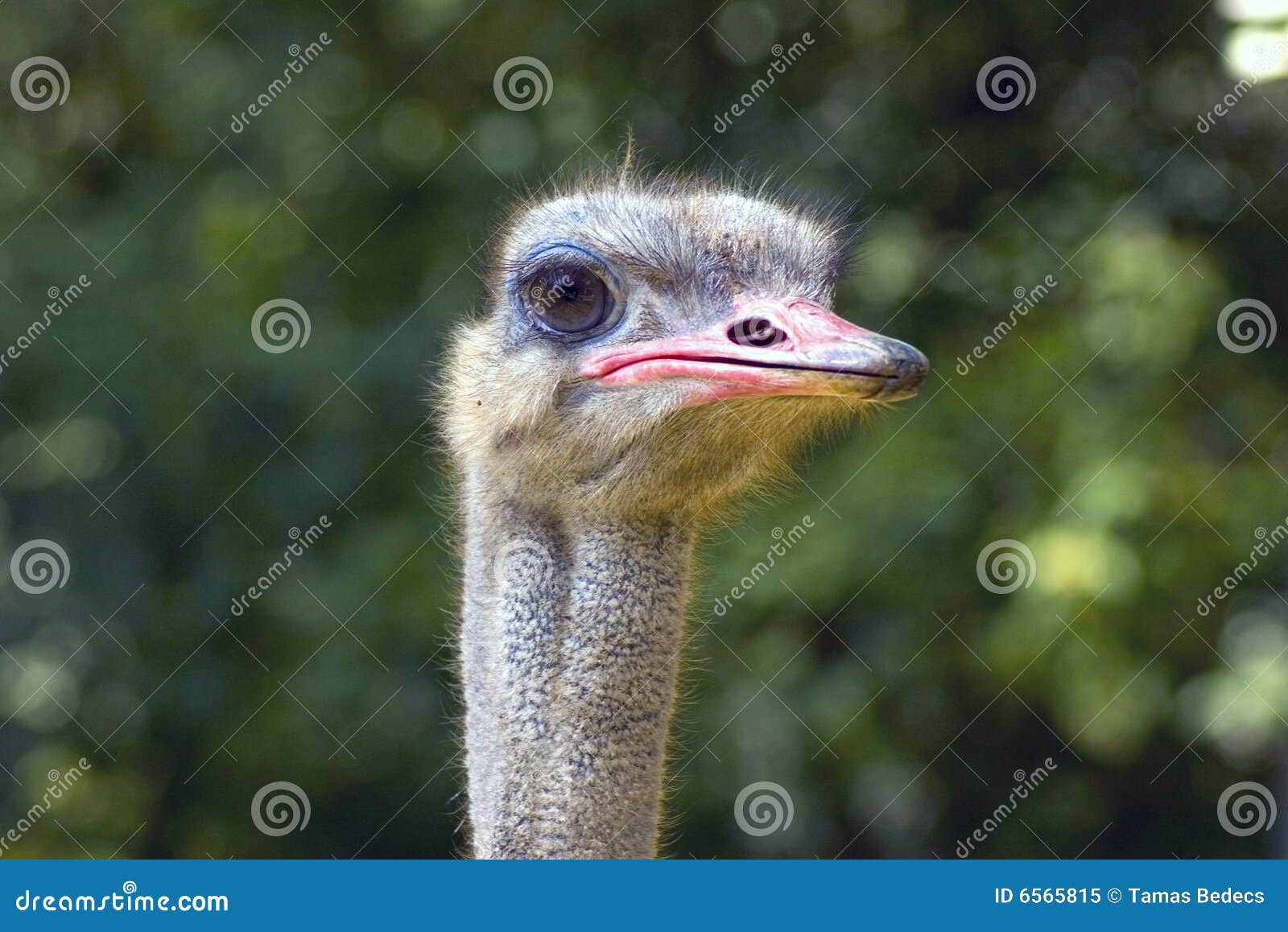 Stupid ostrich stock image. Image of gaze, african, pink 6565815