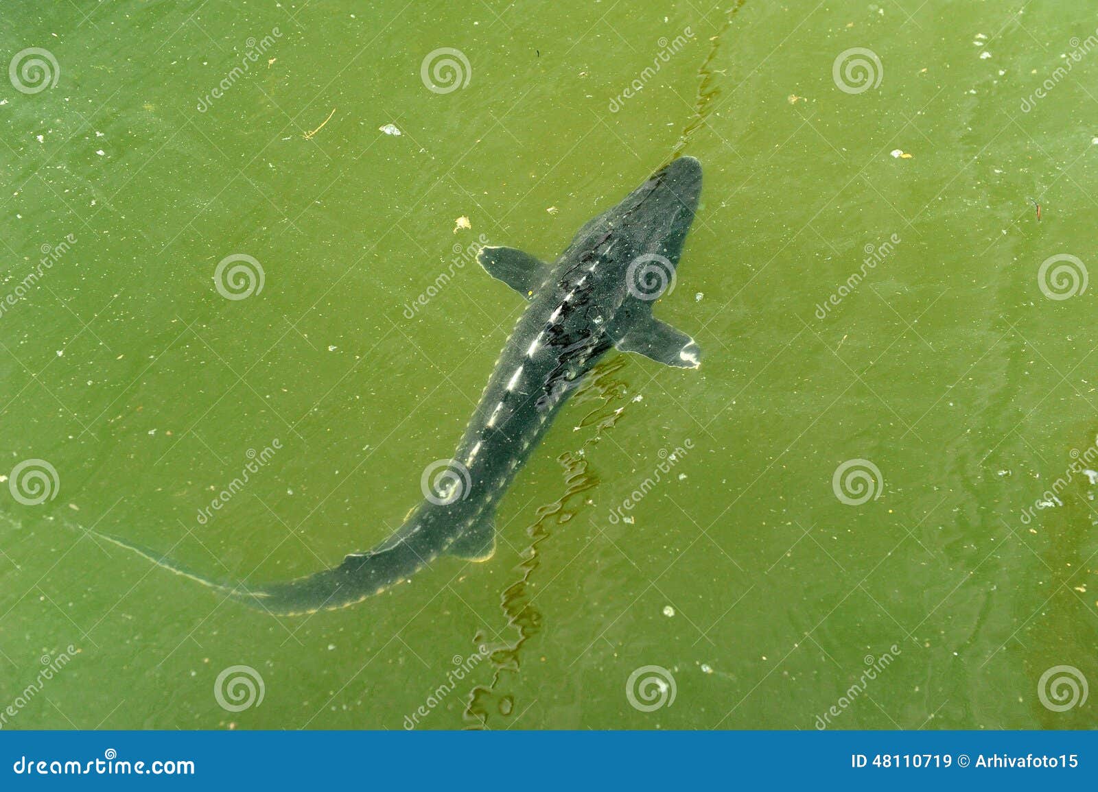 Sturgeon farm stock image. Image of livestock, acipenseridae 48110719