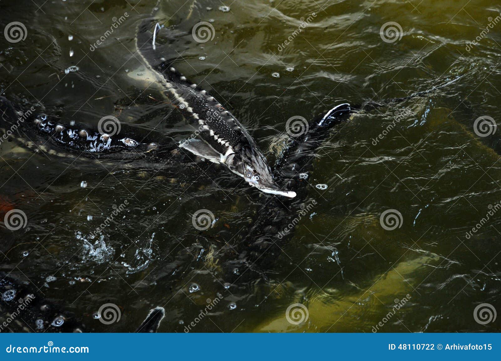 Sturgeon farm stock photo. Image of seafood, fish, scales 48110722